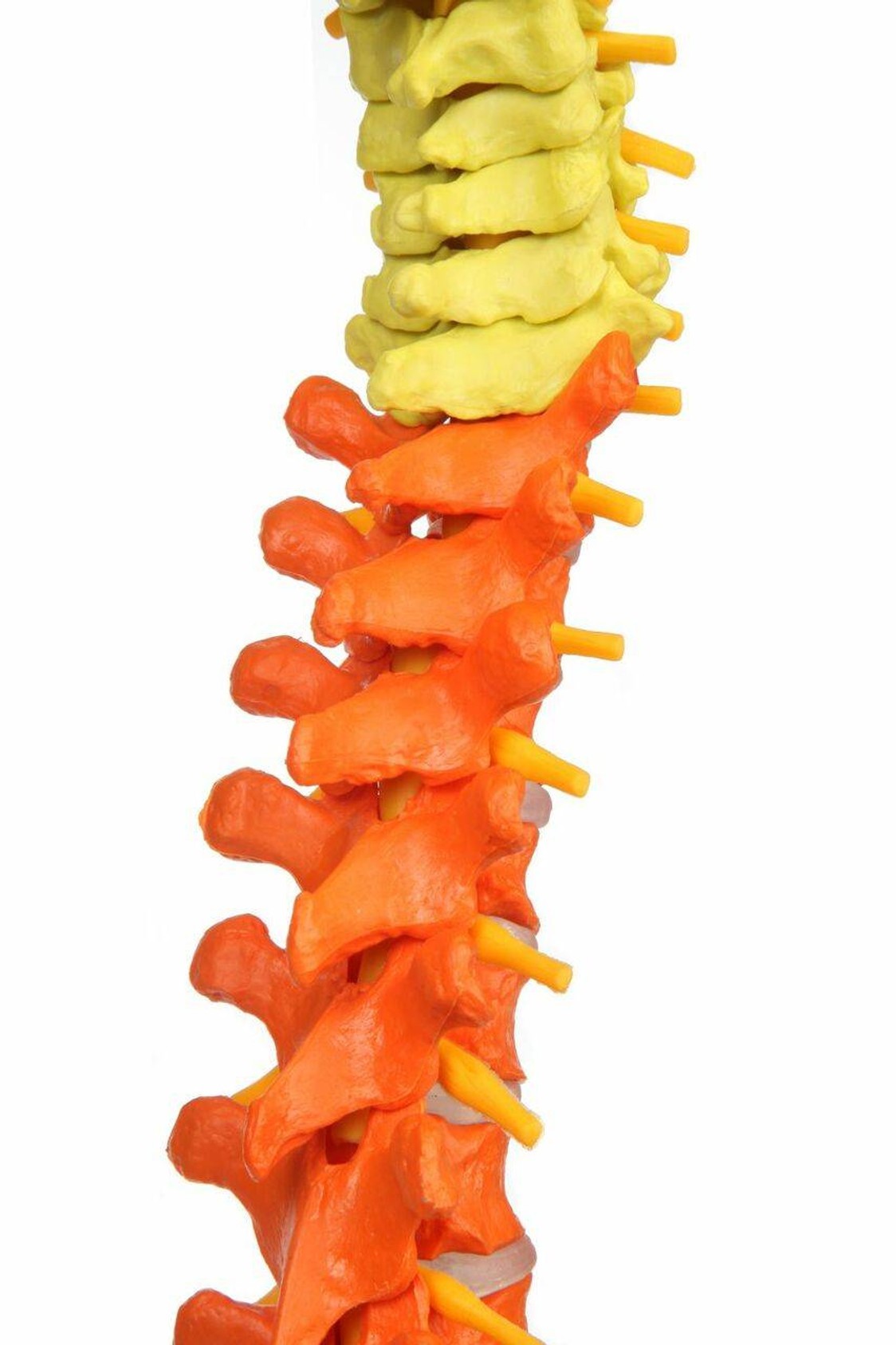 Axis Scientific Didactic Premium Flexible Vertebral Column