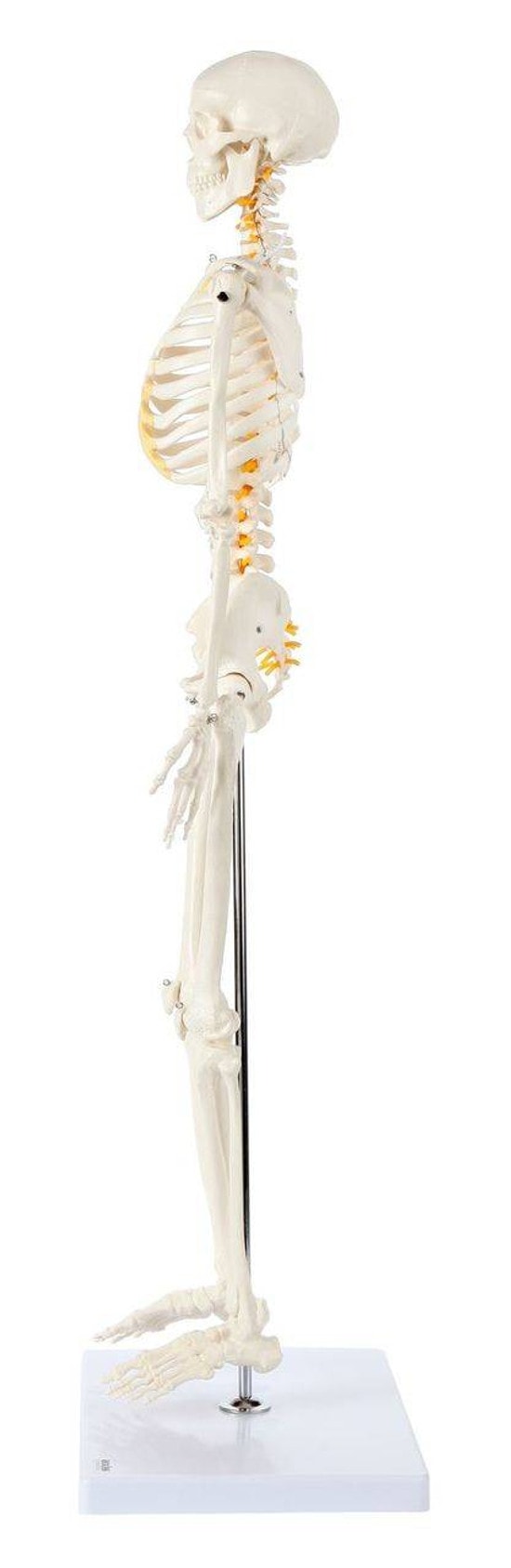 Axis Scientific Miniature Human Skeleton right side view