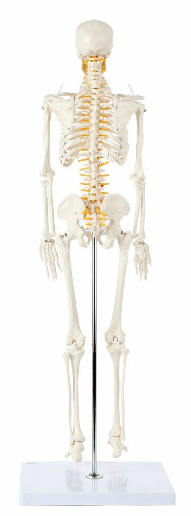 Axis Scientific Miniature Human Skeleton alternate view of the front side