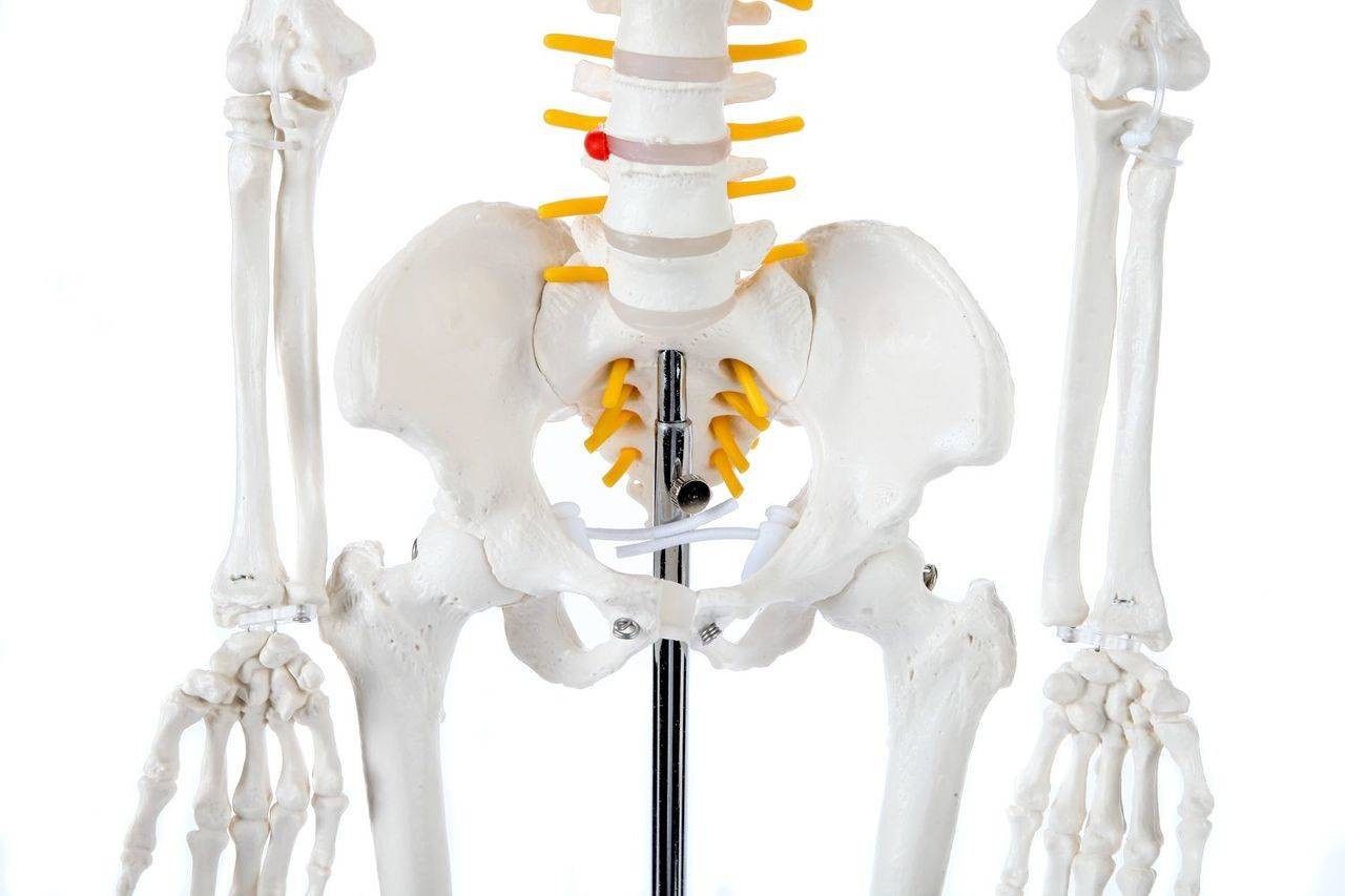 Axis Scientific Miniature Human Skeleton Mid Section Close Up view