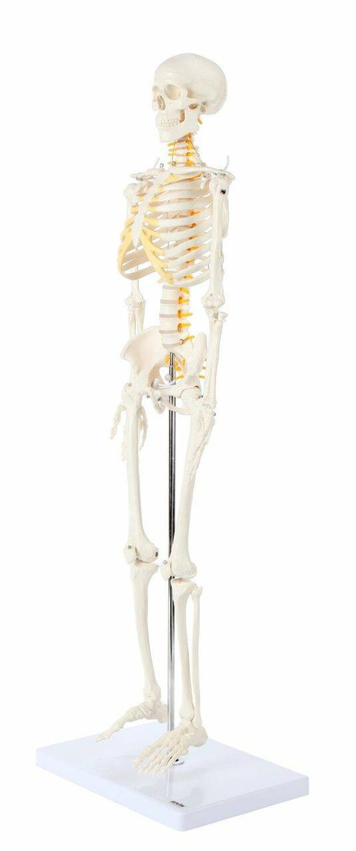 Axis Scientific Miniature Human Skeleton side view