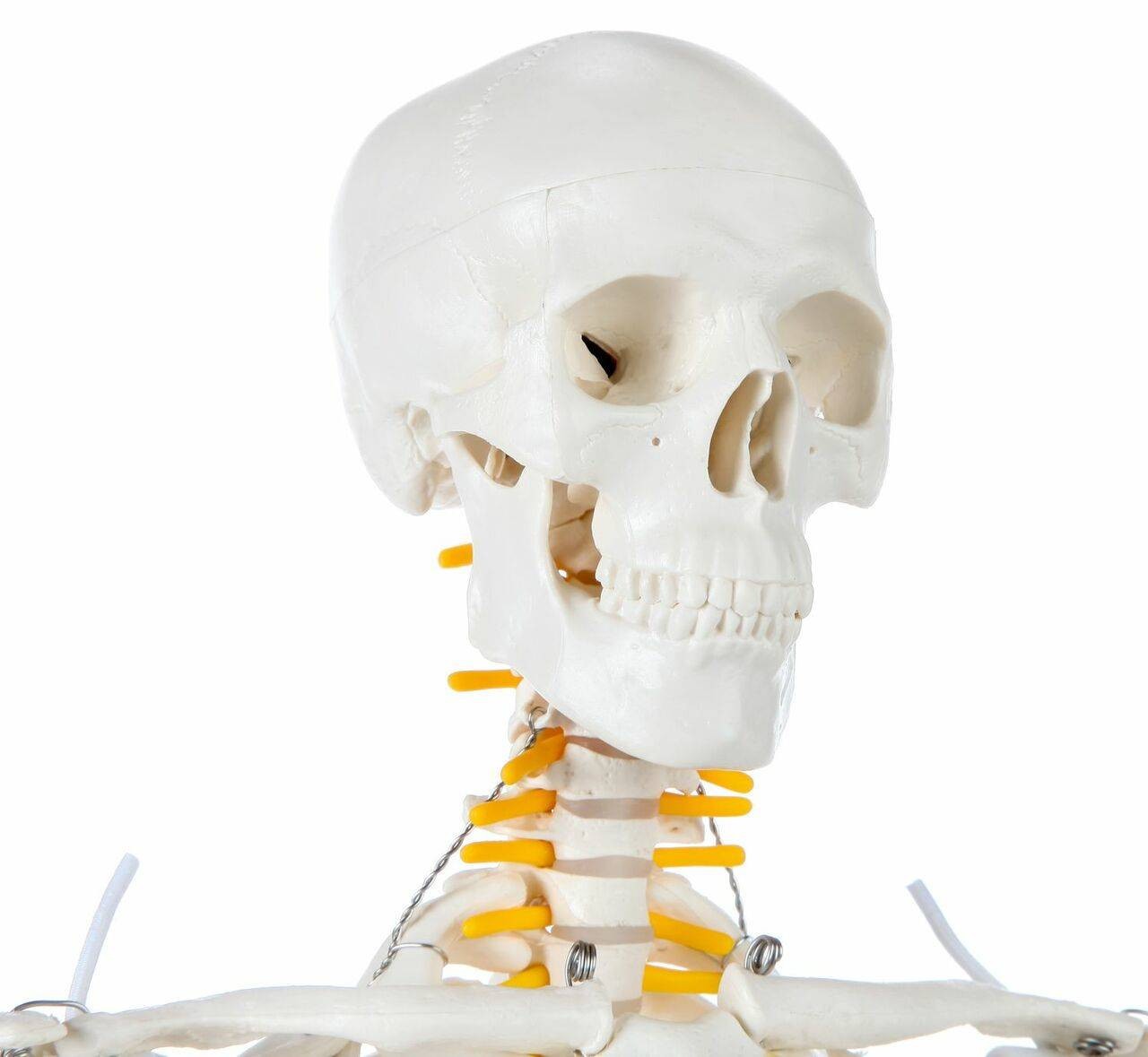 Axis Scientific Miniature Human Skeleton front view of the Skull