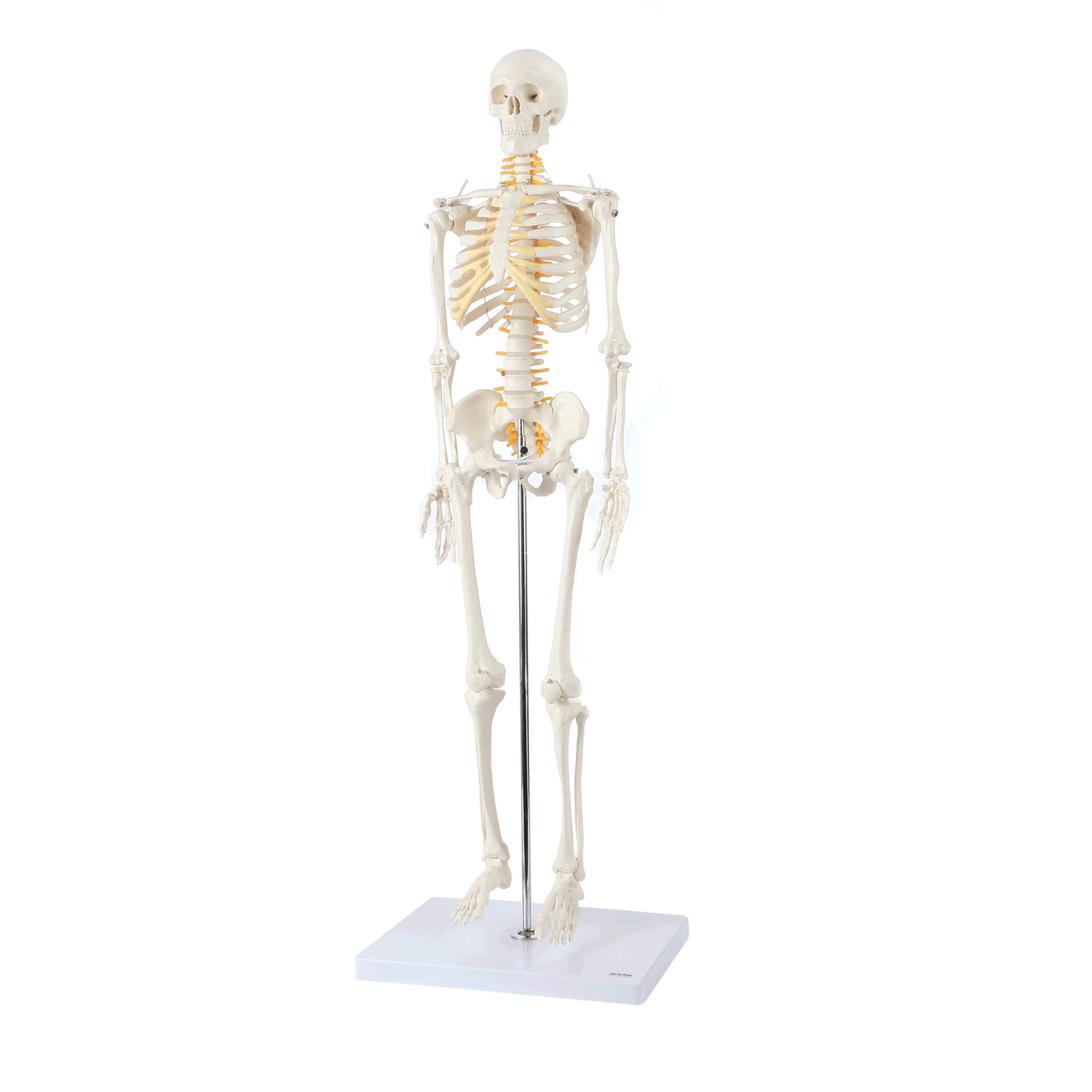Axis Scientific Miniature Human Skeleton GIF of a full 360 rotation