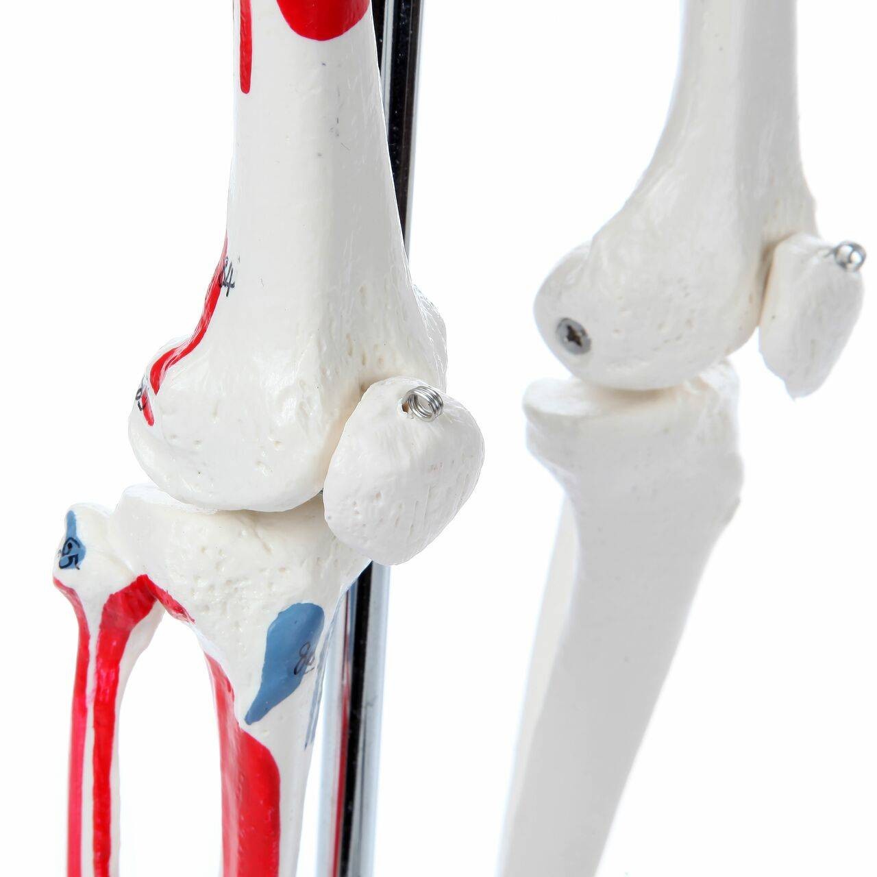 Axis Scientific Miniature Painted Human Skeleton closeup of knee of skeleton