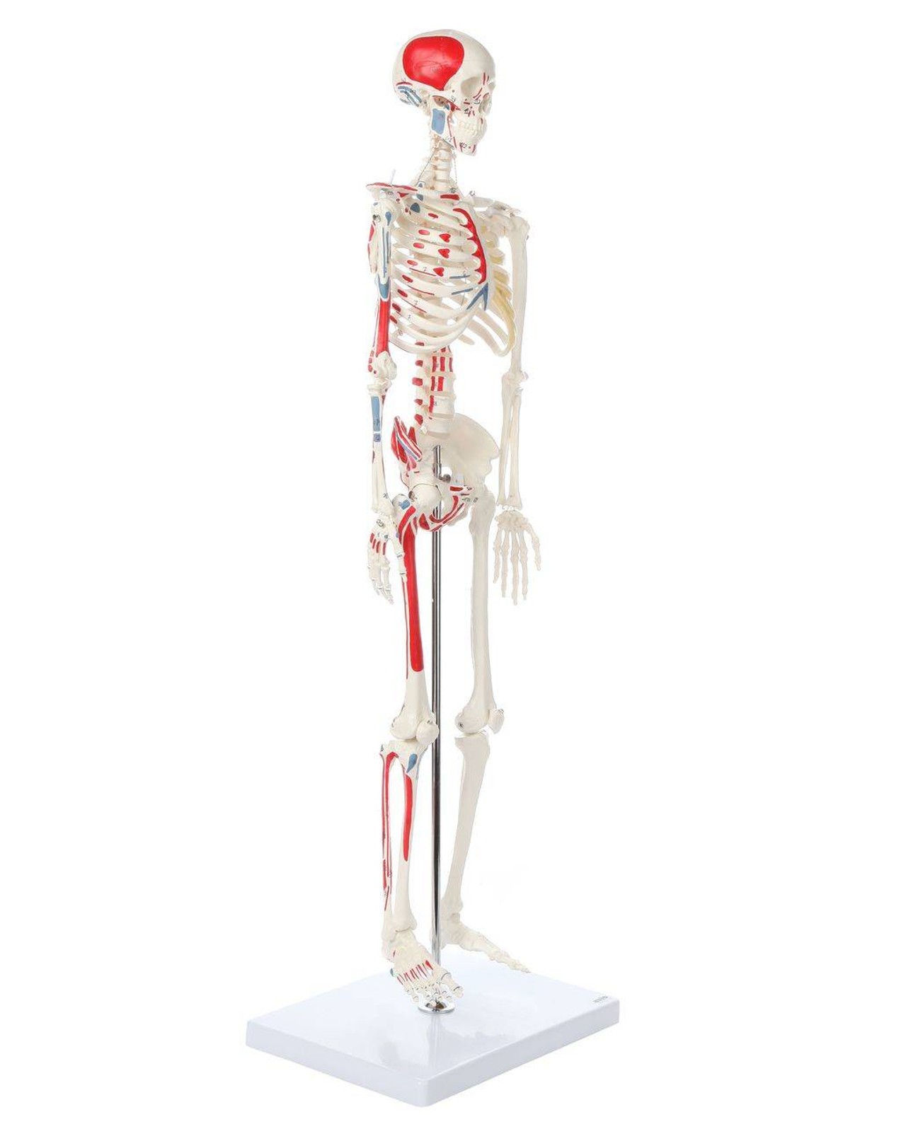 Axis Scientific Miniature Painted Human Skeleton right front view of skeleton