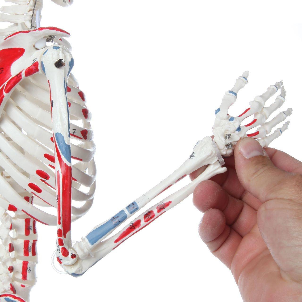 Axis Scientific Miniature Painted Human Skeleton articulating skeleton arm