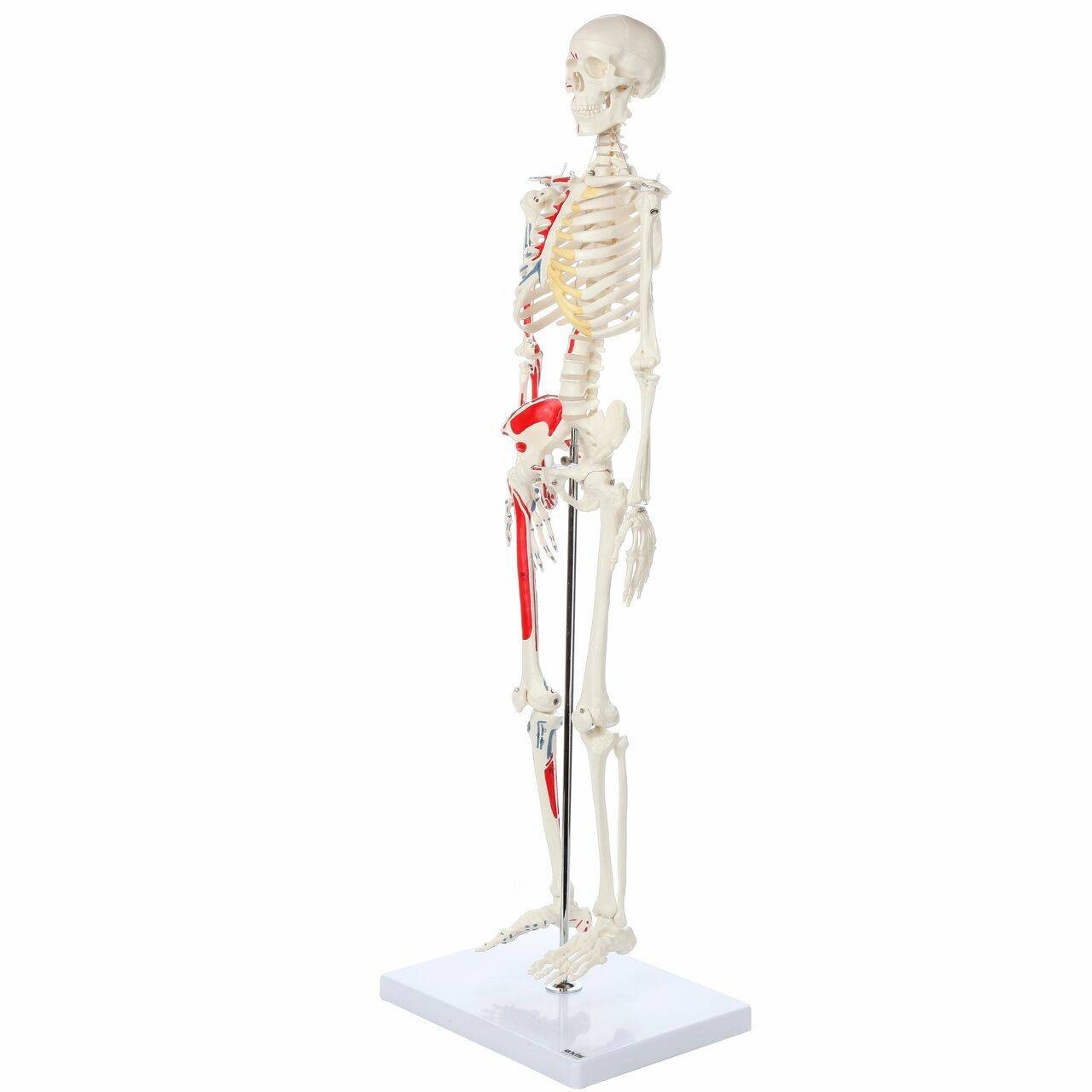 Axis Scientific Miniature Painted Human Skeleton left size view on angle of skeleton