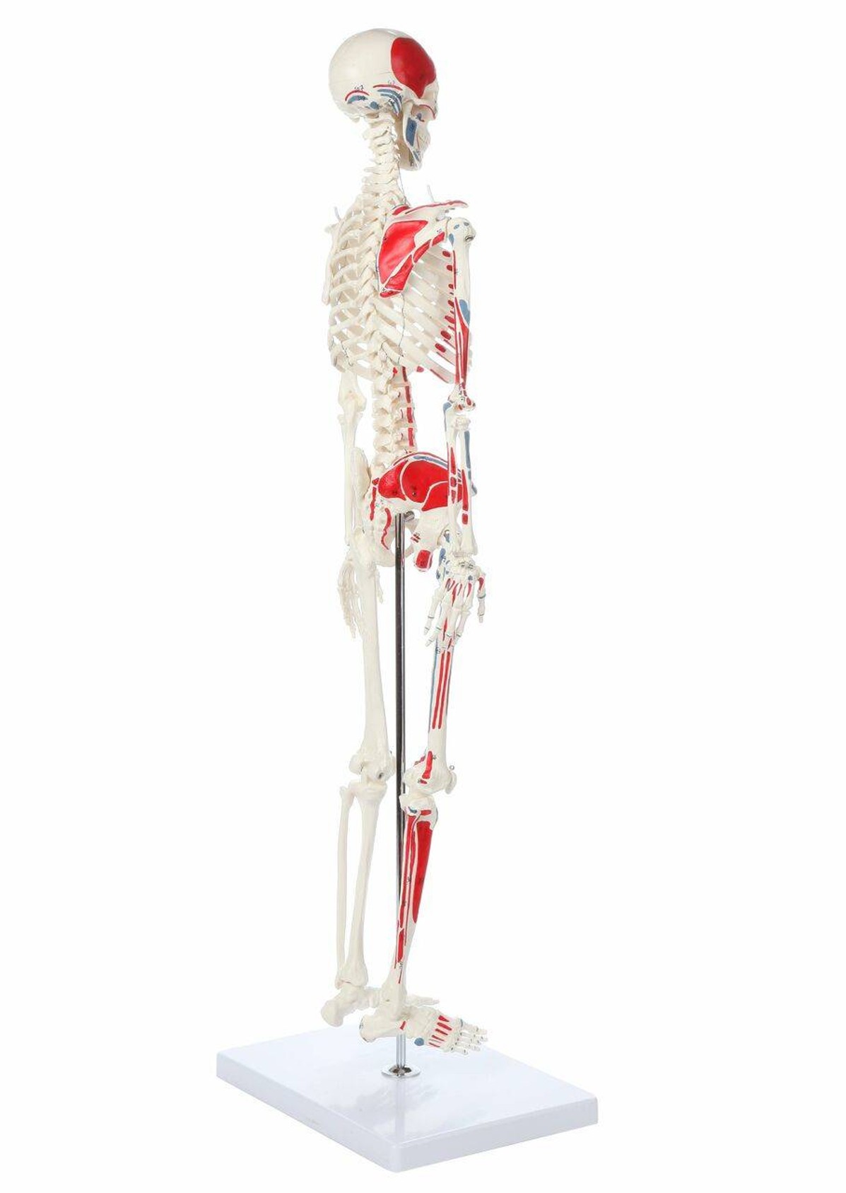 Axis Scientific Miniature Painted Human Skeleton right rear view of skeleton