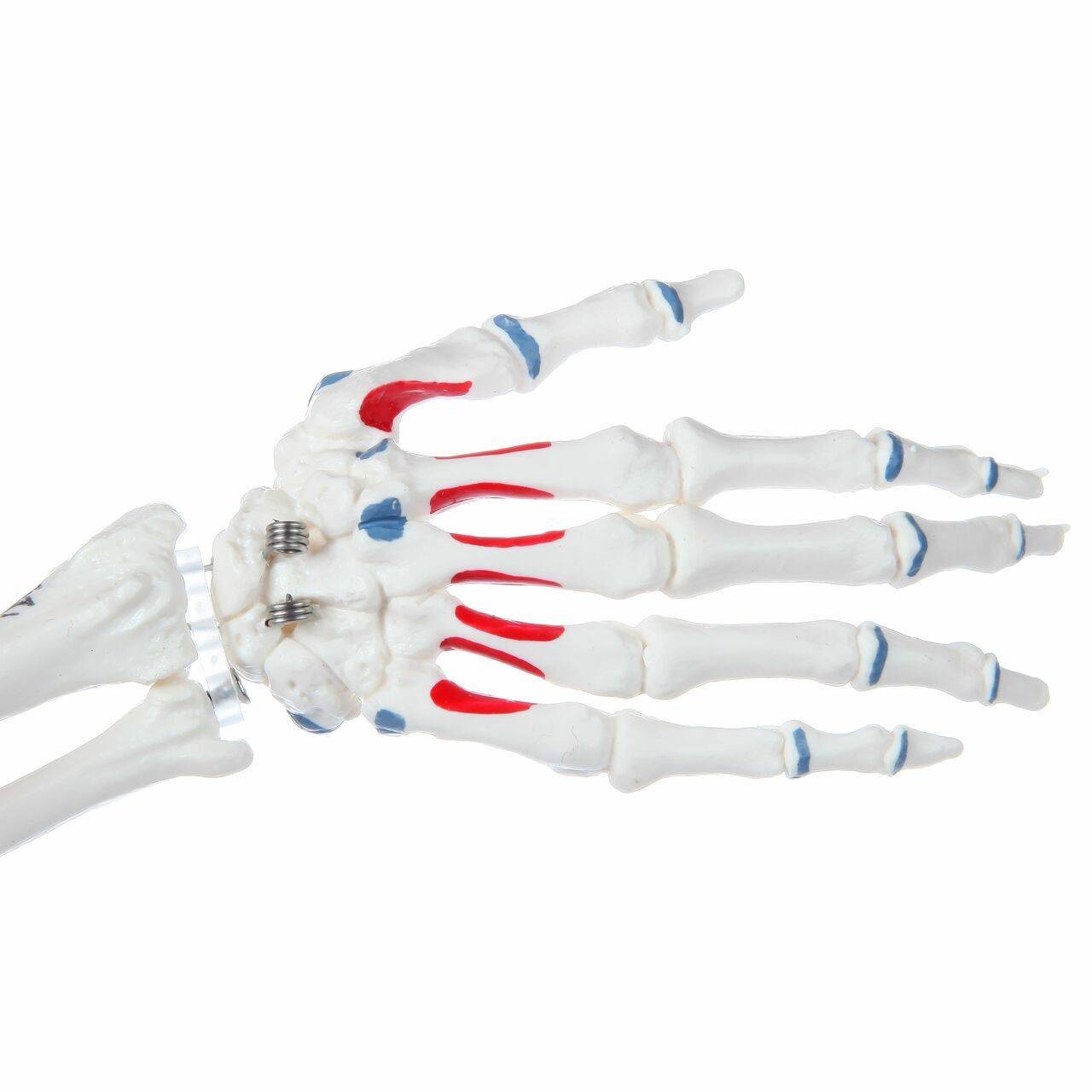 Axis Scientific Miniature Painted Human Skeleton hand skeleton close up