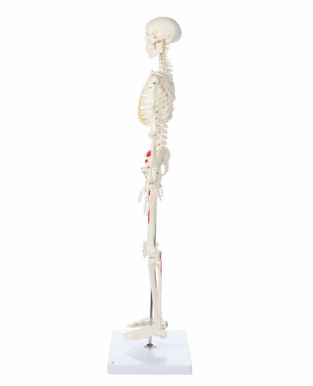 Axis Scientific Miniature Painted Human Skeleton left side view of skeleton