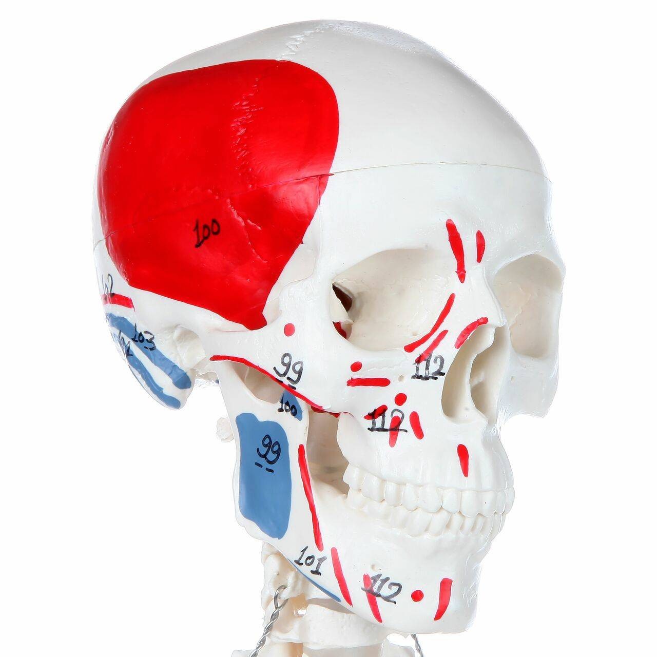 Axis Scientific Miniature Painted Human Skeleton painted and numbered skull view