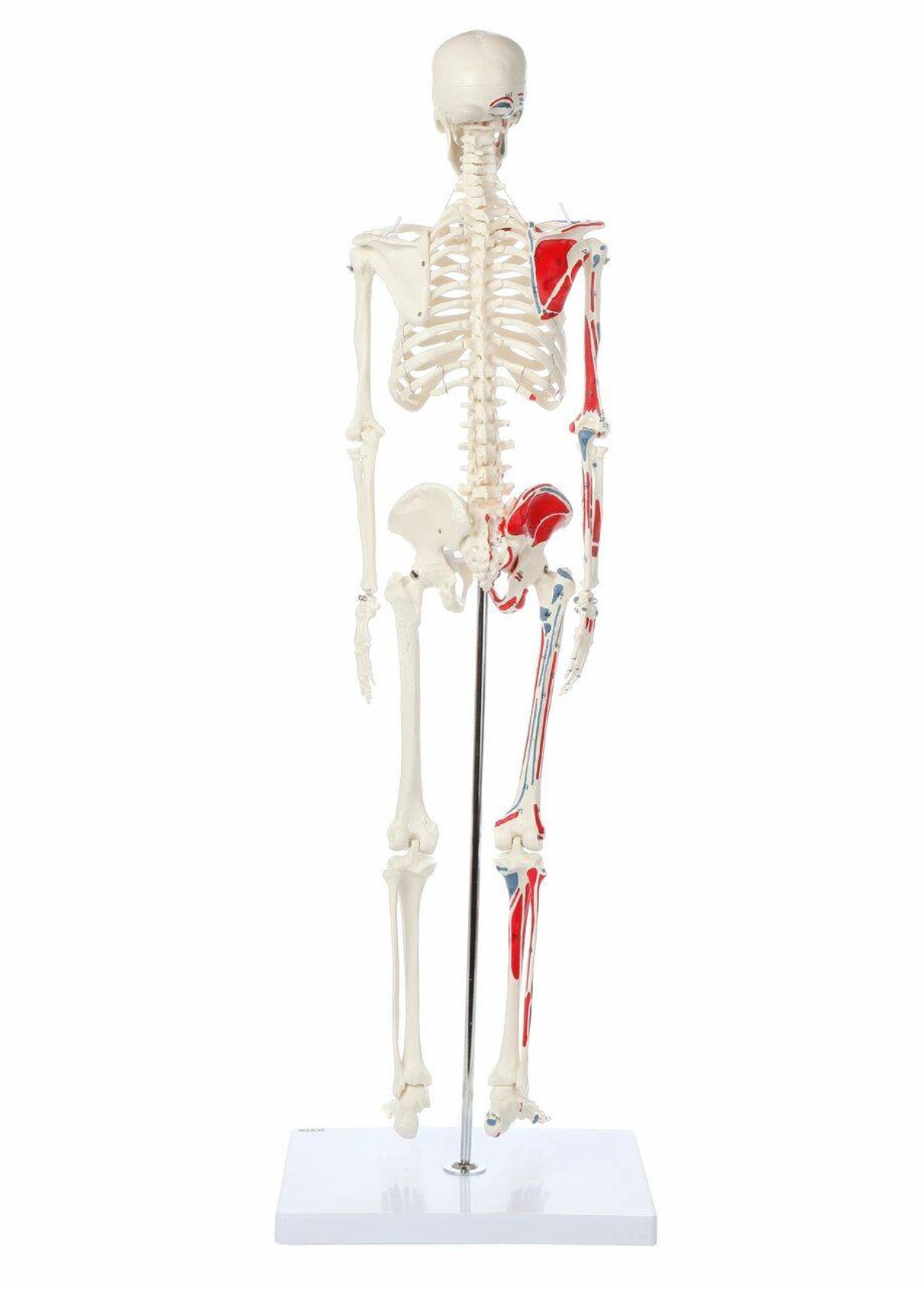 Axis Scientific Miniature Painted Human Skeleton rear view of skeleton