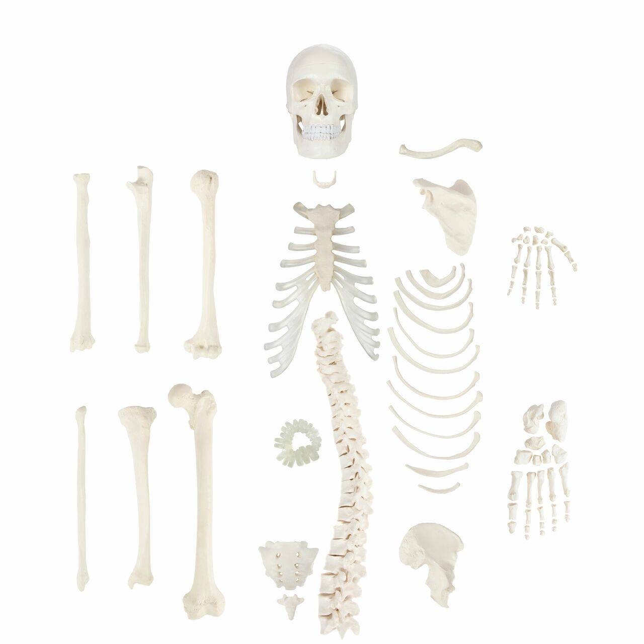 Axis Scientific Disarticulated Life-Size Half Skeleton Anatomy Model Overview