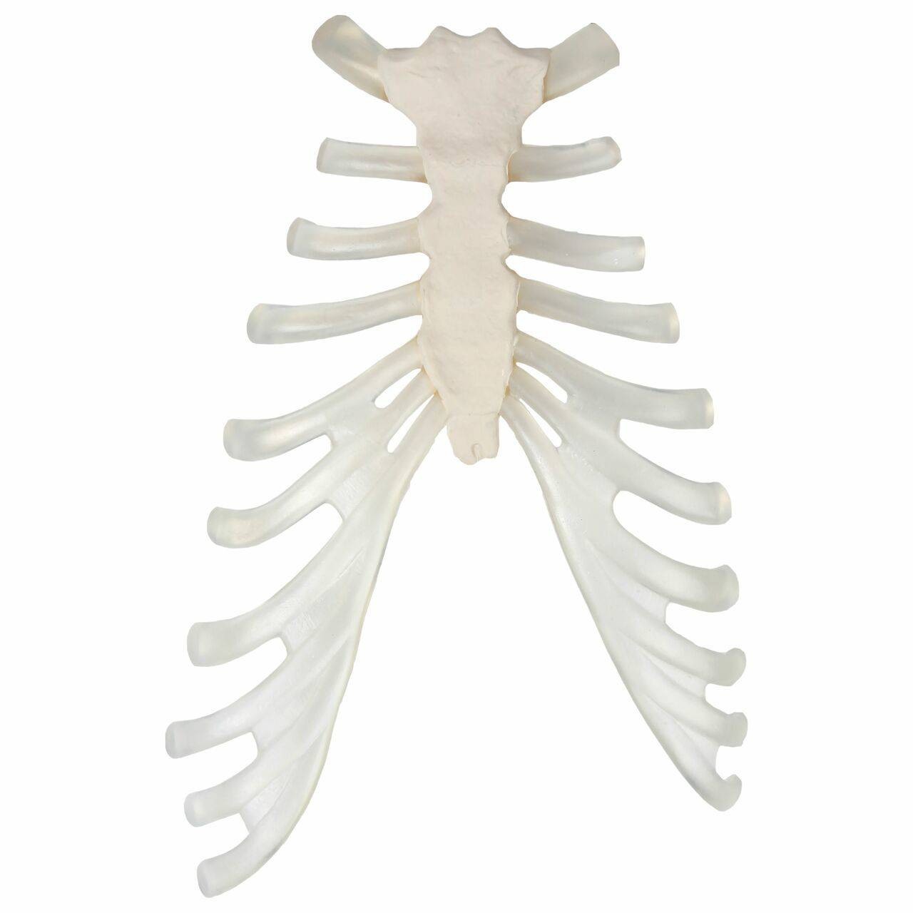Axis Scientific Disarticulated Life-Size Half Skeleton Anatomy Model Rib and Sternum View