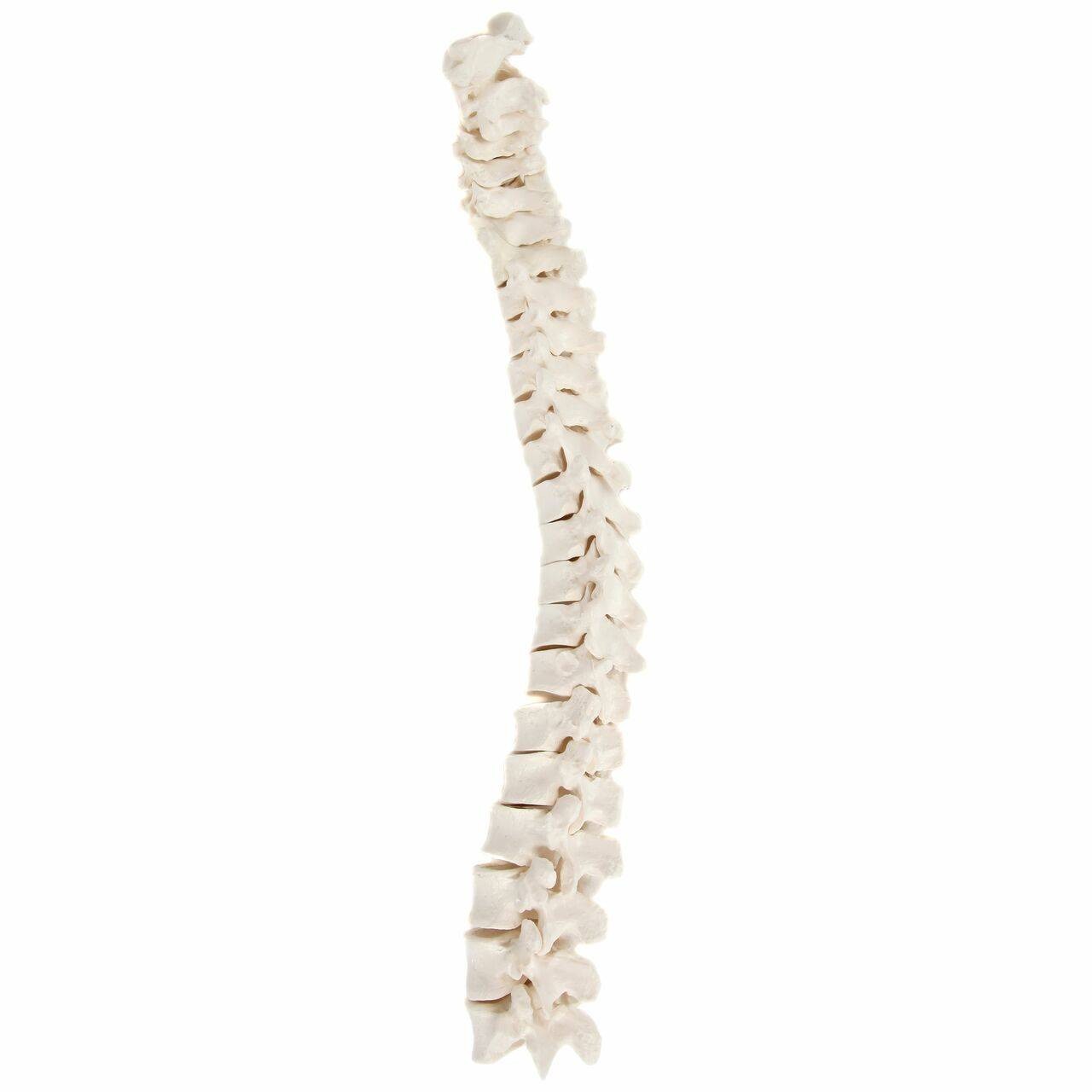 Axis Scientific Disarticulated Life-Size Half Skeleton Anatomy Model Vertebrae Bones View