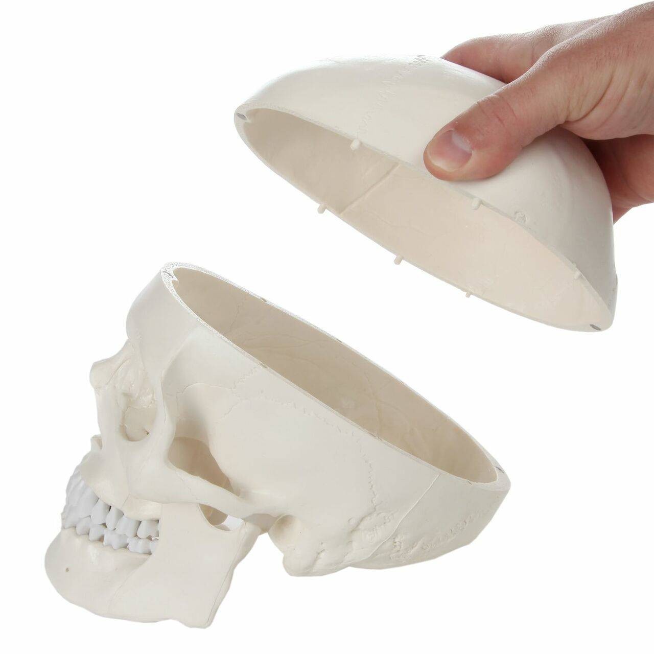 Axis Scientific Disarticulated Life-Size Half Skeleton Anatomy Model Skull Interaction with Skull Cap being removed.