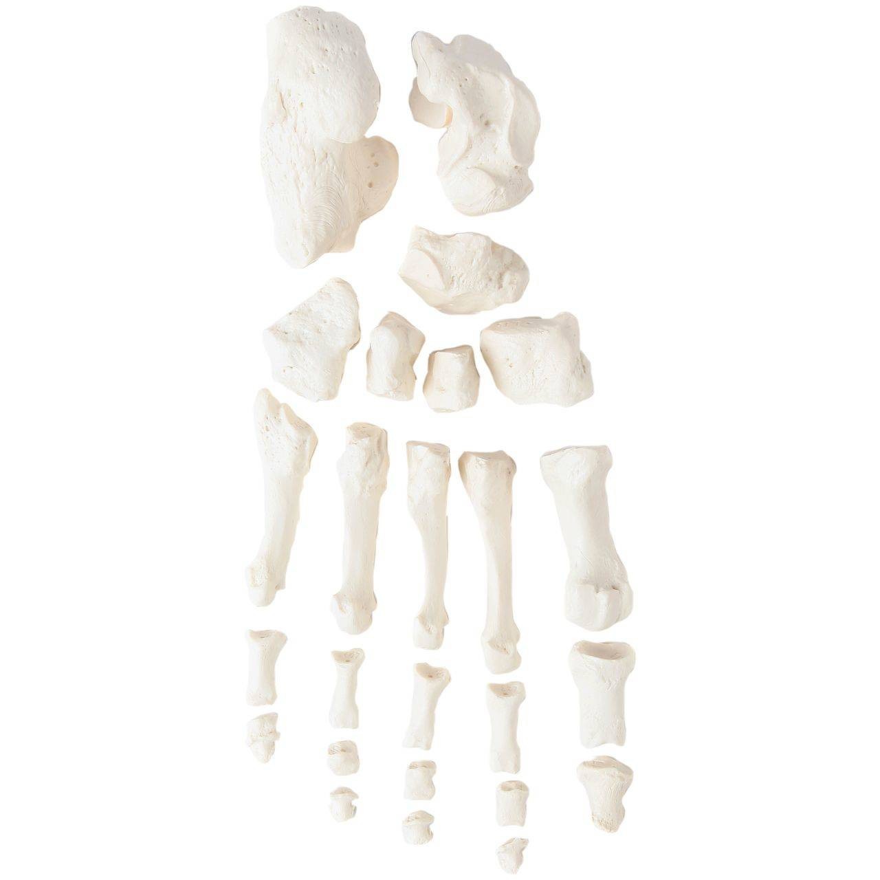 Axis Scientific Disarticulated Life-Size Half Skeleton Anatomy Model Foot Bones View
