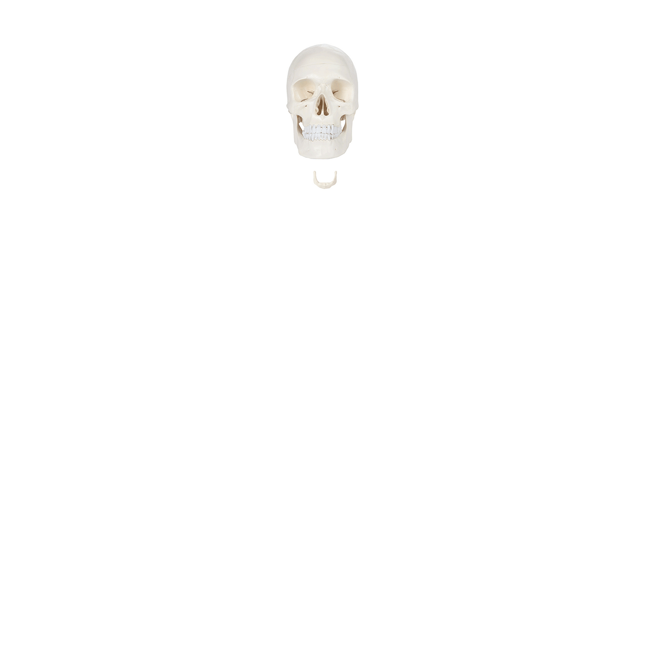 Axis Scientific Disarticulated Life-Size Half Skeleton Anatomy Model Animated GIF of parts.
