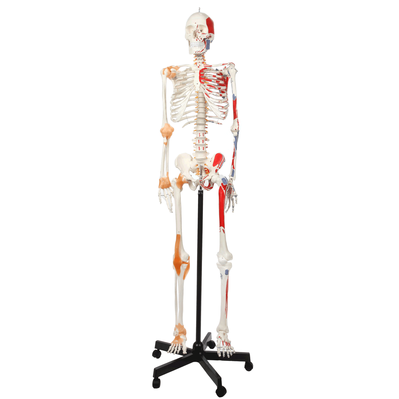 Axis Scientific Painted and Numbered Life-Size Human Skeleton Anatomy Model with Flexible Spine and Ligaments 360-degree animated GIF of the model