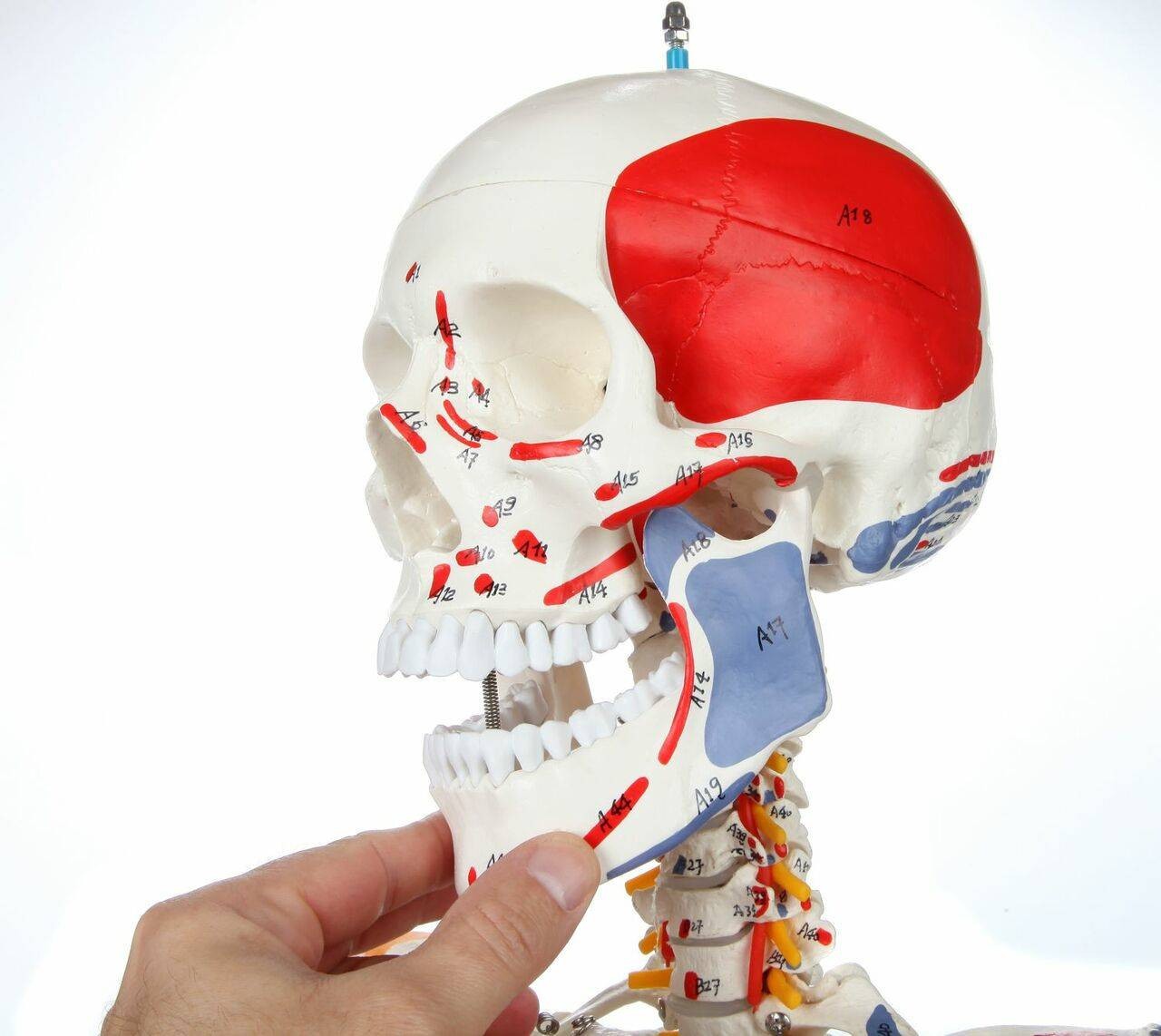 Axis Scientific Painted and Numbered Life-Size Human Skeleton Anatomy Model with Flexible Spine and Ligaments Close Up View of the Skull with Painted Muscle Insertions