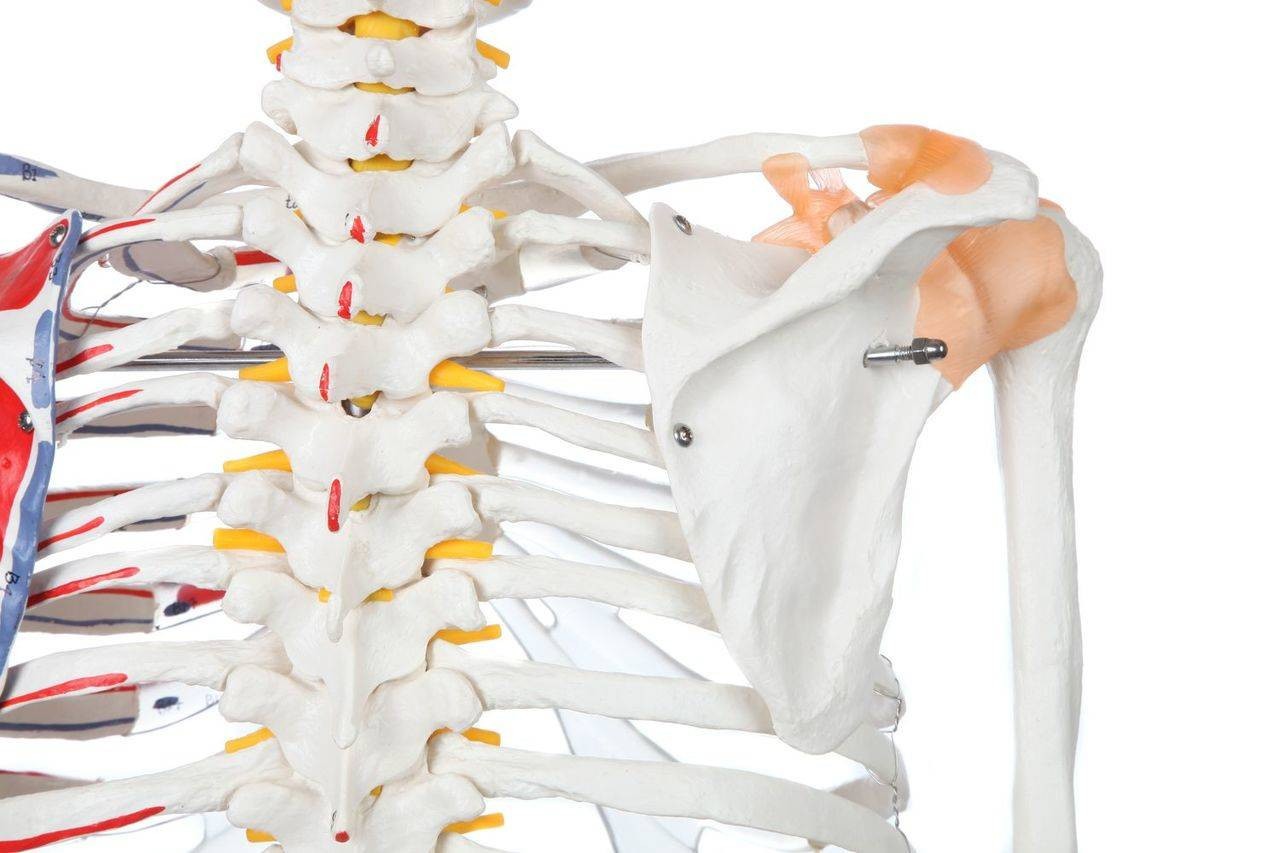 Axis Scientific Painted and Numbered Life-Size Human Skeleton Anatomy Model with Flexible Spine and Ligaments Close Up View of the Ligaments on the Shoulder