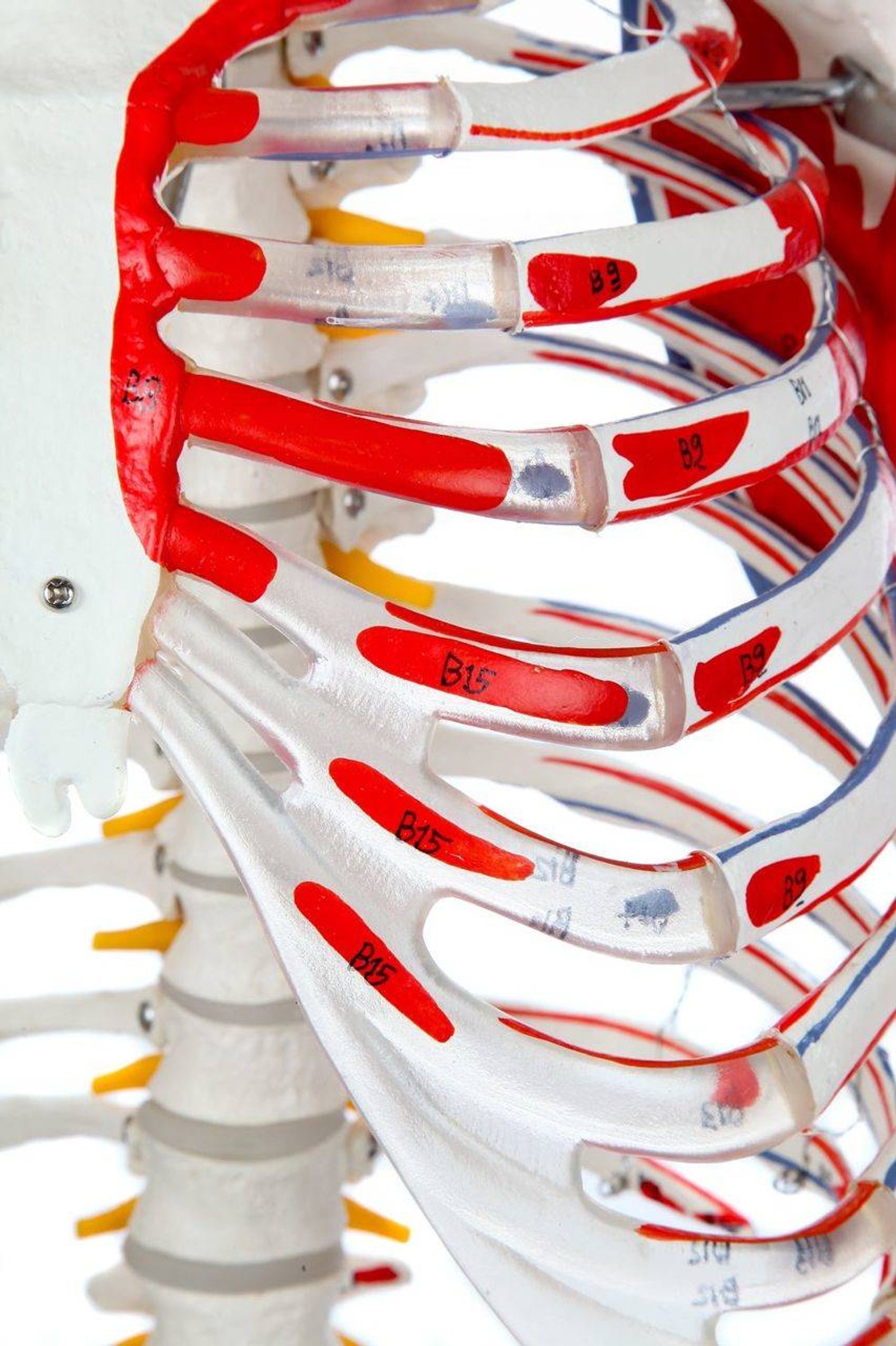 Axis Scientific Painted and Numbered Life-Size Human Skeleton Anatomy Model with Flexible Spine and Ligaments Close Up View of the Painted Ribcage Muscle Insertions