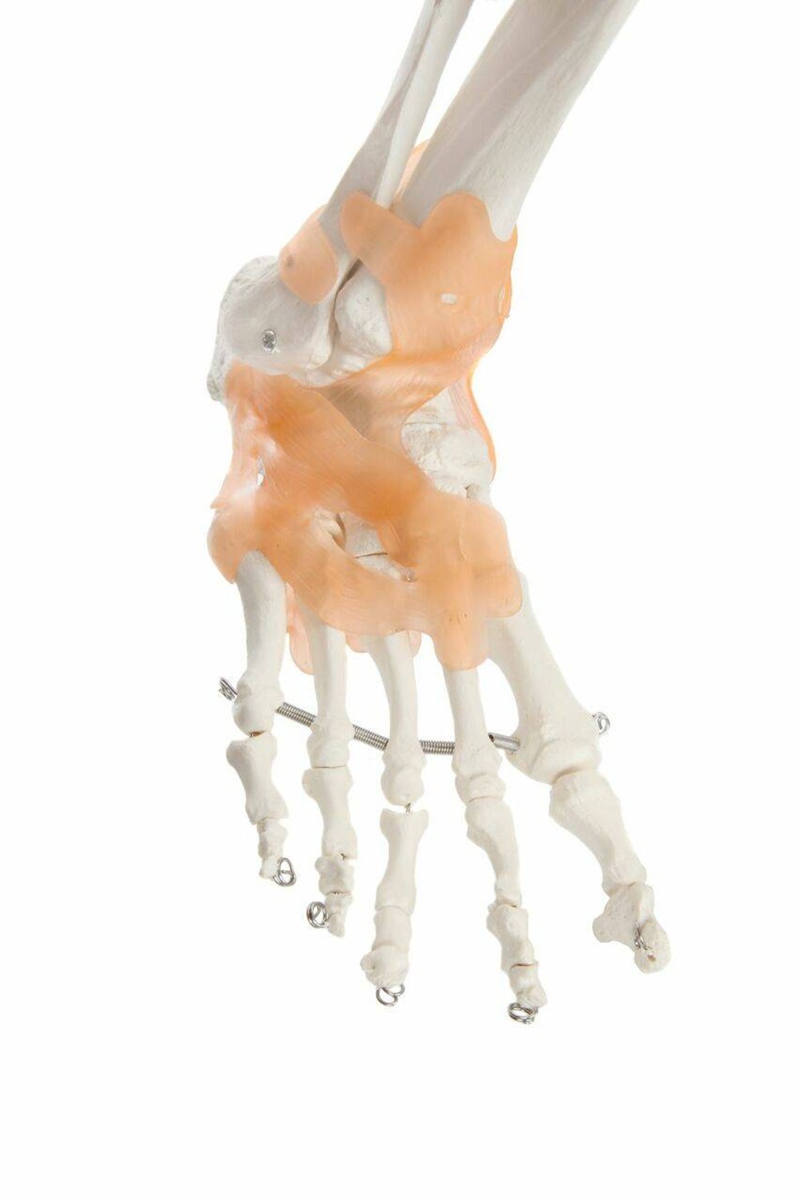 Axis Scientific Painted and Numbered Life-Size Human Skeleton Anatomy Model with Flexible Spine and Ligaments Close Up View of the Foot and Ankle Ligaments