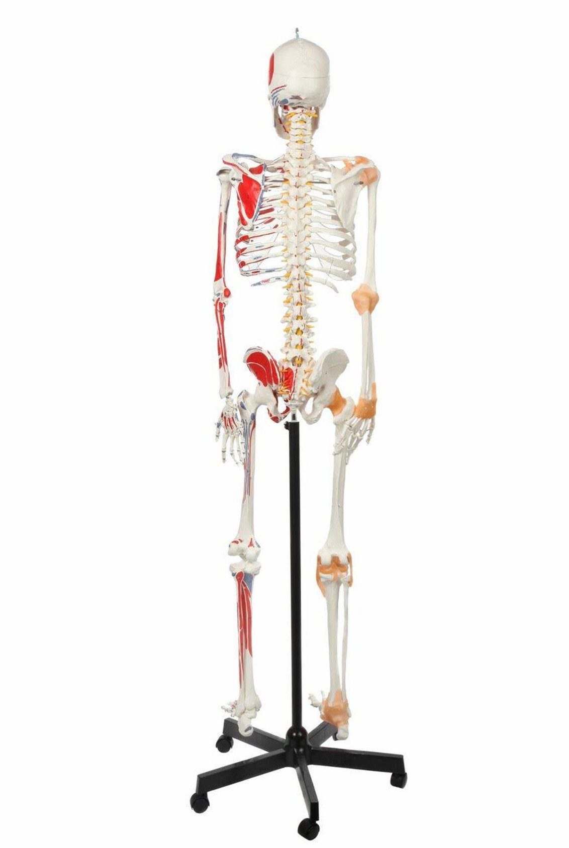 Axis Scientific Painted and Numbered Life-Size Human Skeleton Anatomy Model with Flexible Spine and Ligaments Back Side View