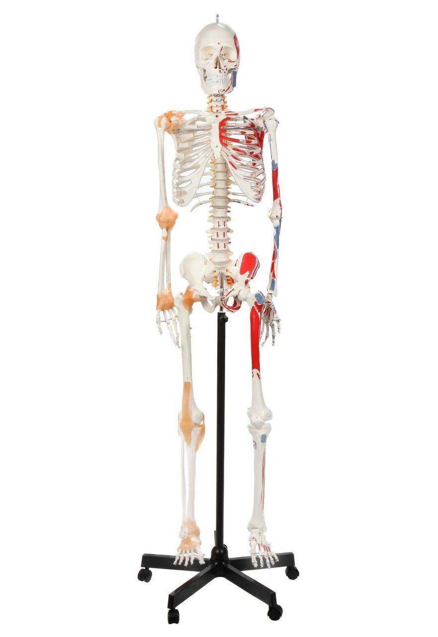 Axis Scientific Painted and Numbered Life-Size Human Skeleton
