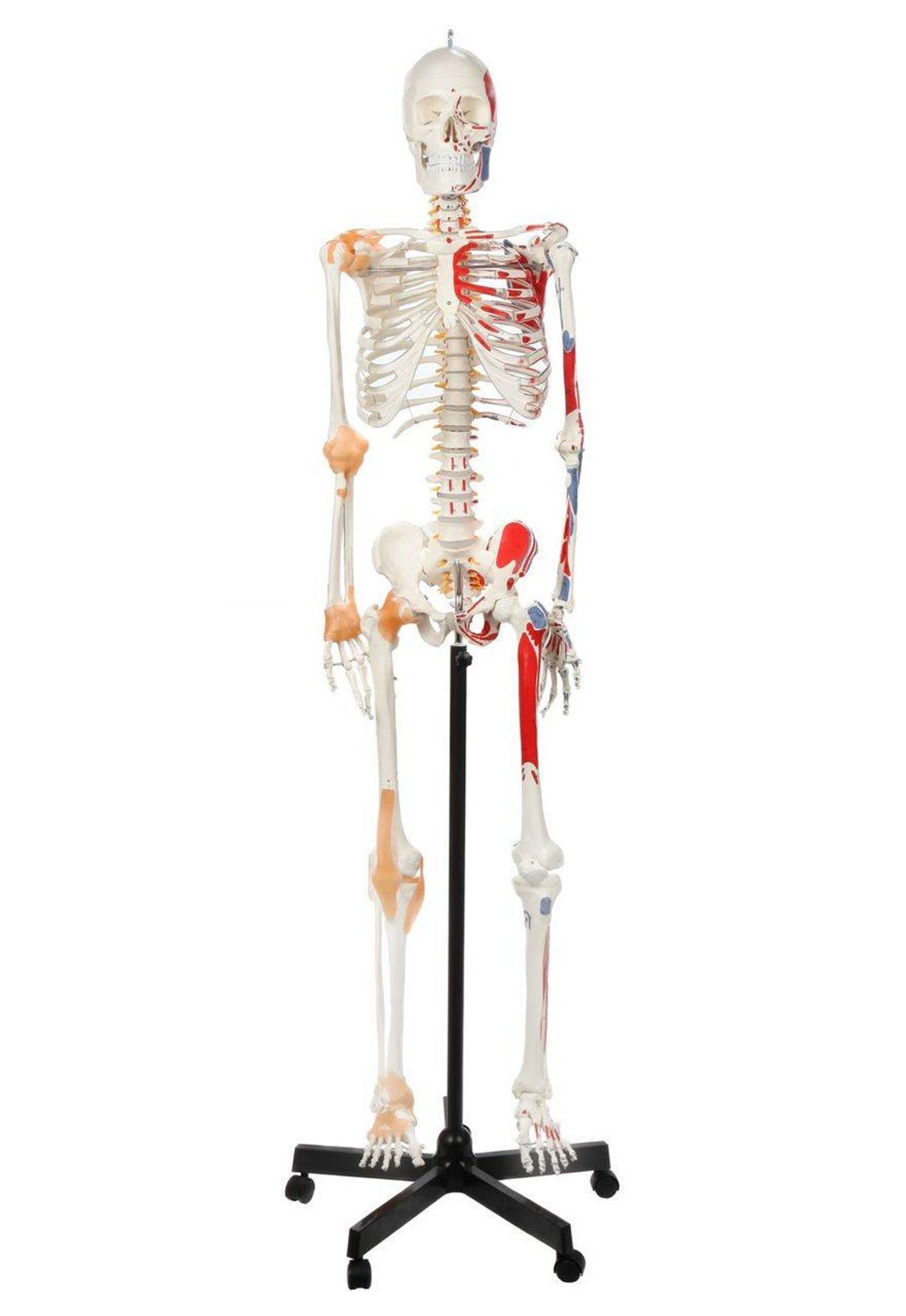 Axis Scientific Painted and Numbered Life-Size Human Skeleton Anatomy Model with Flexible Spine and Ligaments Overview