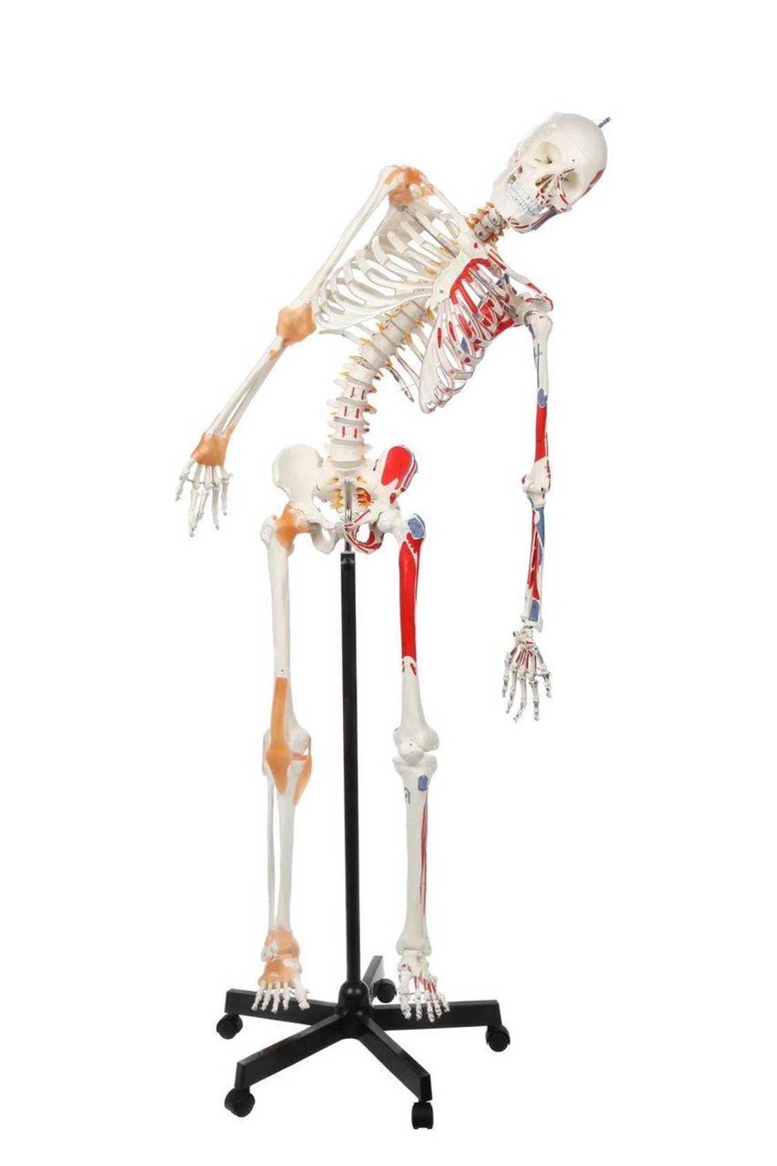 Axis Scientific Painted and Numbered Life-Size Human Skeleton Anatomy Model with Flexible Spine and Ligaments Overview of the Flexibility of the Skeleton