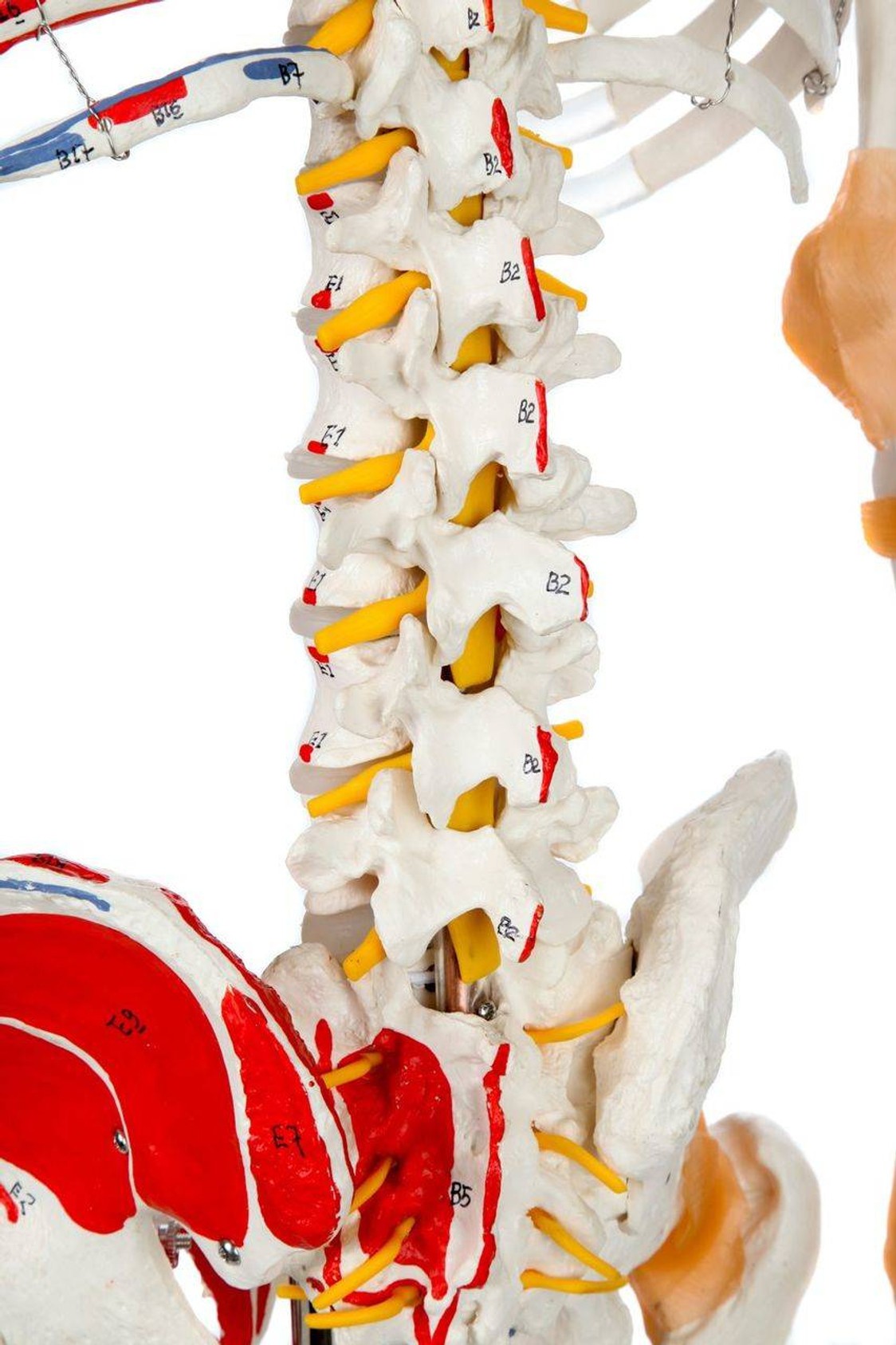 Axis Scientific Painted and Numbered Life-Size Human Skeleton Anatomy Model with Flexible Spine and Ligaments Close Up View of the Lumbar Vertebrae