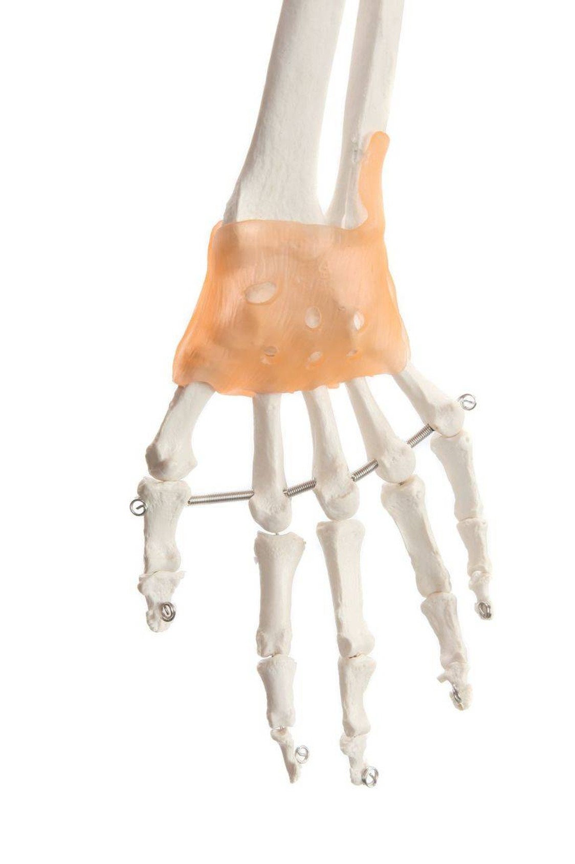 Axis Scientific Painted and Numbered Life-Size Human Skeleton Anatomy Model with Flexible Spine and Ligaments Close Up View of the Hand and Wrist Ligaments