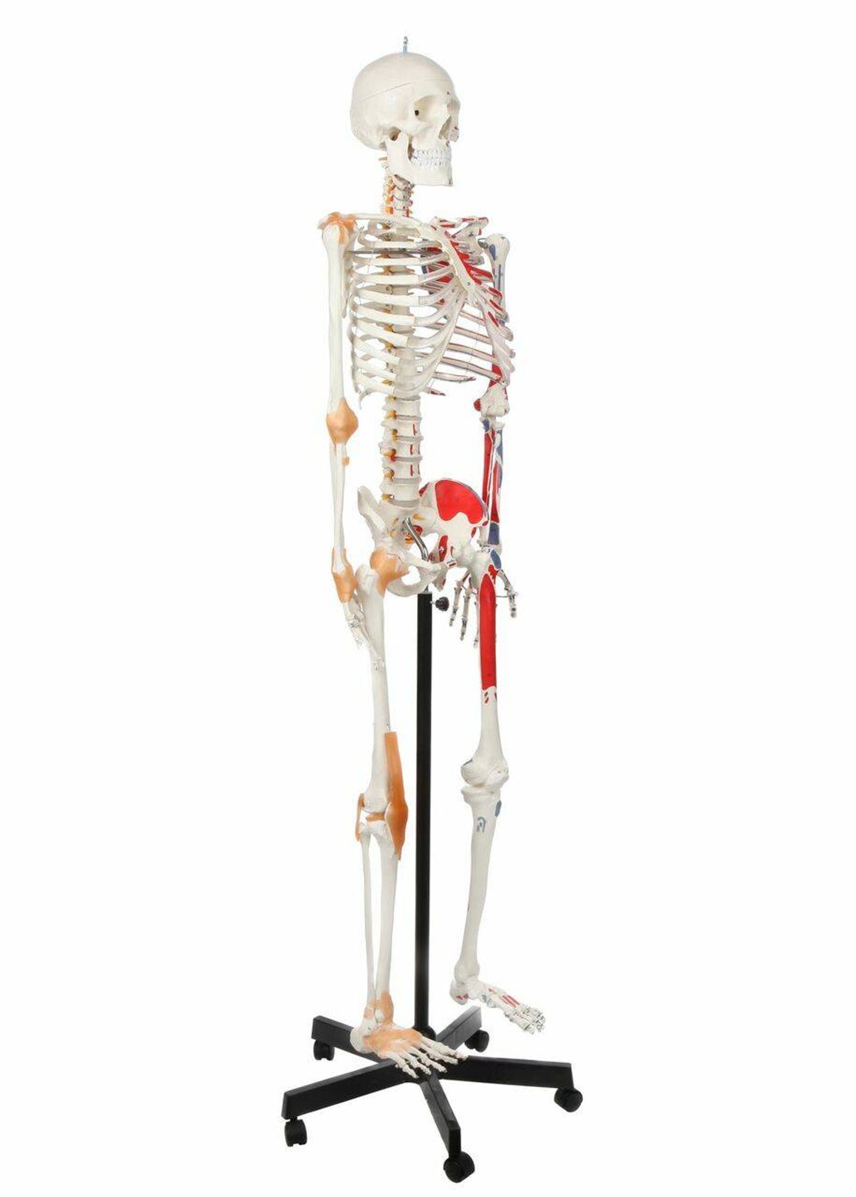 Axis Scientific Painted and Numbered Life-Size Human Skeleton Anatomy Model with Flexible Spine and Ligaments Back Left Side View