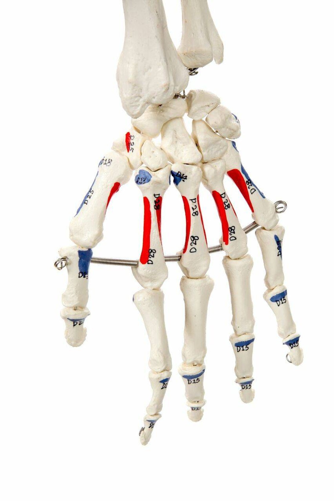 Axis Scientific Painted and Numbered Life-Size Human Skeleton Anatomy Model with Flexible Spine and Ligaments Close Up View of the Painted Hand and Wrist Muscle Insertions