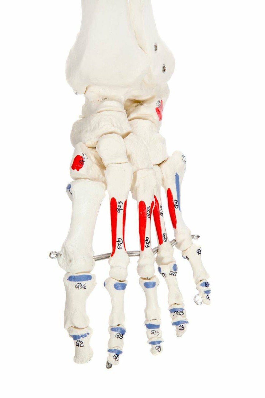 Axis Scientific Painted and Numbered Life-Size Human Skeleton Anatomy Model with Flexible Spine and Ligaments Close Up View of the Painted Foot and Ankle Muscle Insertions