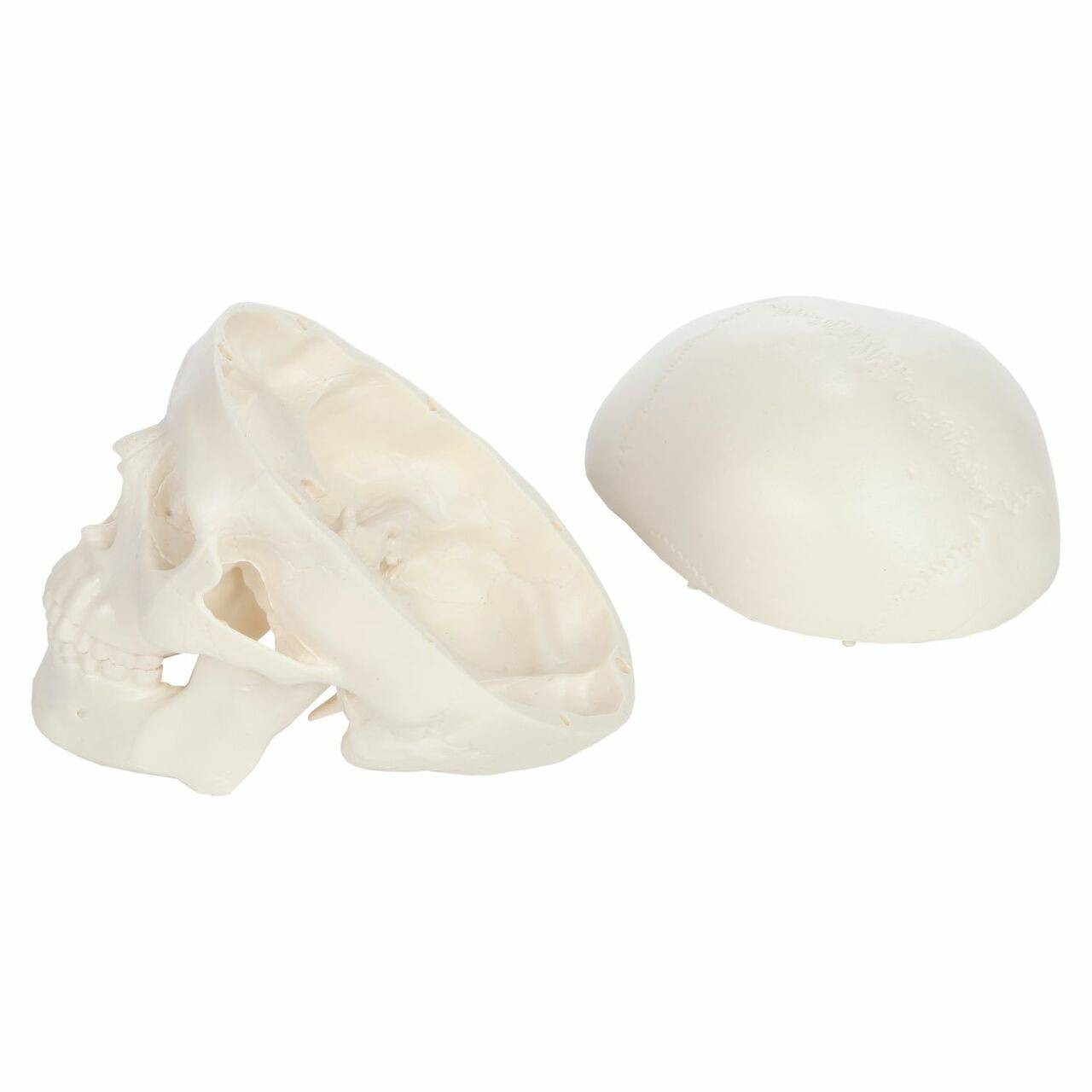 Axis Scientific 3-Part Miniature Human Skull Anatomy Model Skull Cap removed from the model