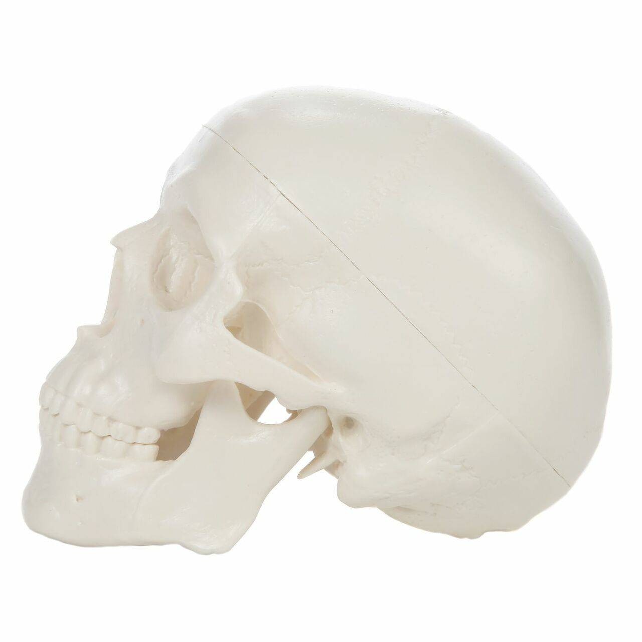 Axis Scientific 3-Part Miniature Human Skull Anatomy Model Left View
