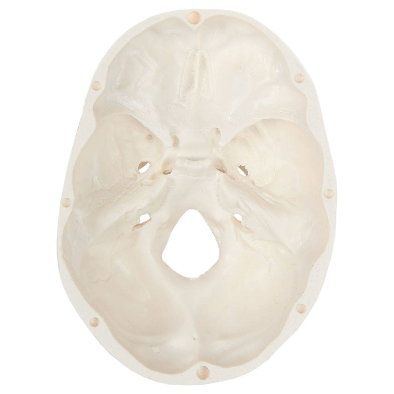 Axis Scientific 3-Part Miniature Human Skull Anatomy Model Bottom View