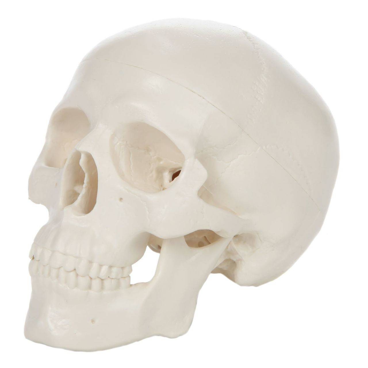 Axis Scientific 3-Part Miniature Human Skull Anatomy Model Overview