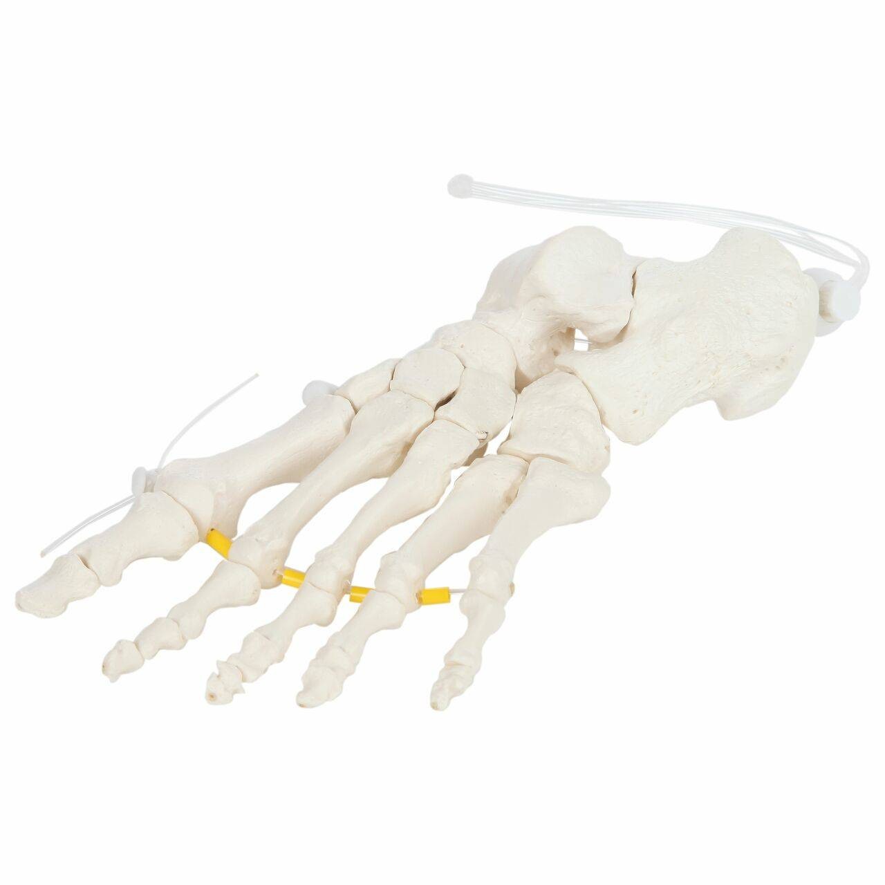Axis Scientific Foot Skeleton Loosely Threaded - Left