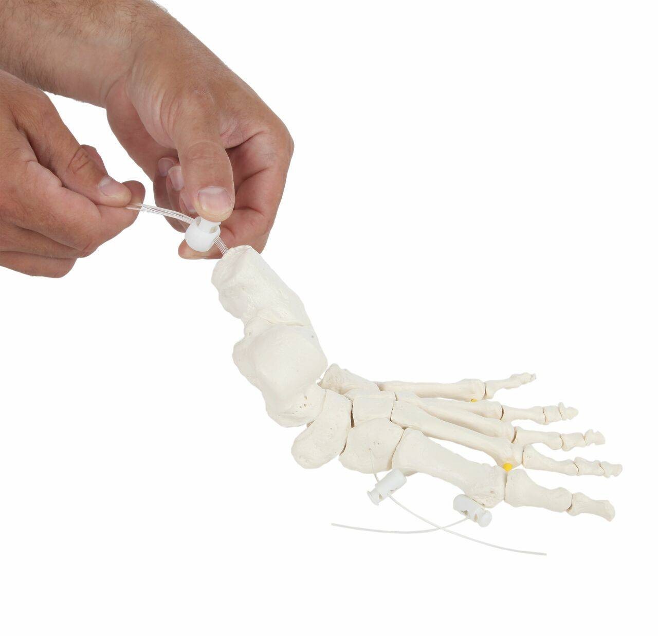 Axis Scientific Foot Skeleton Loosely Threaded - Left