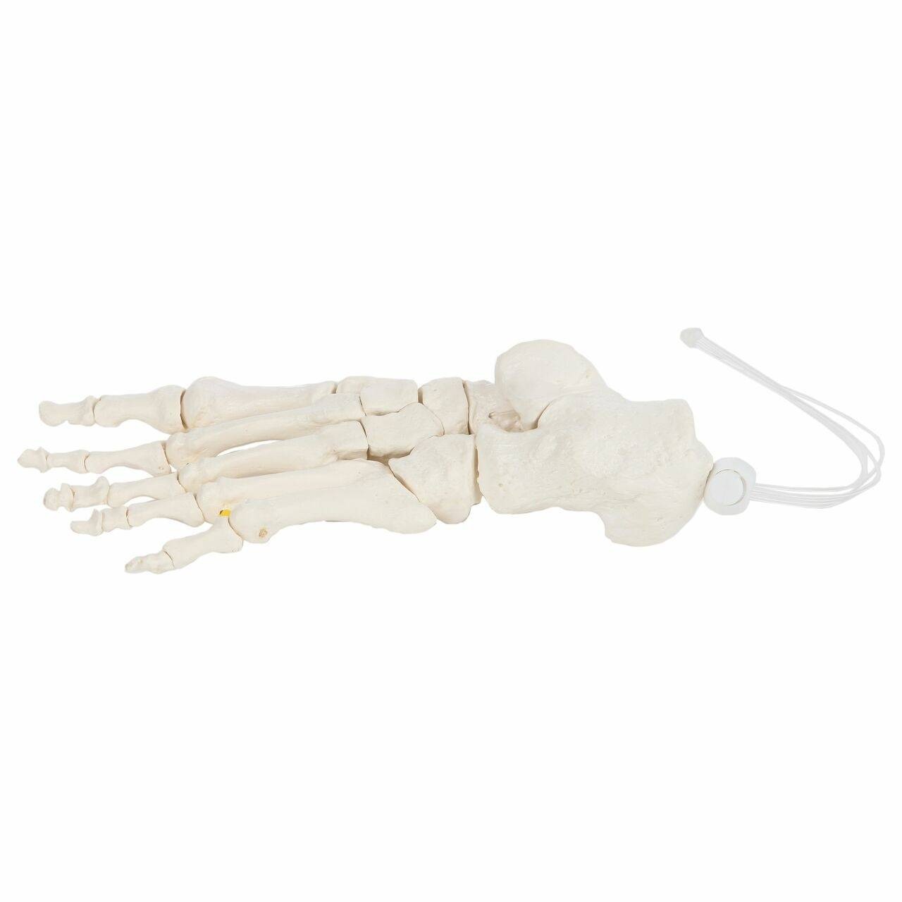 Axis Scientific Foot Skeleton Loosely Threaded - Left