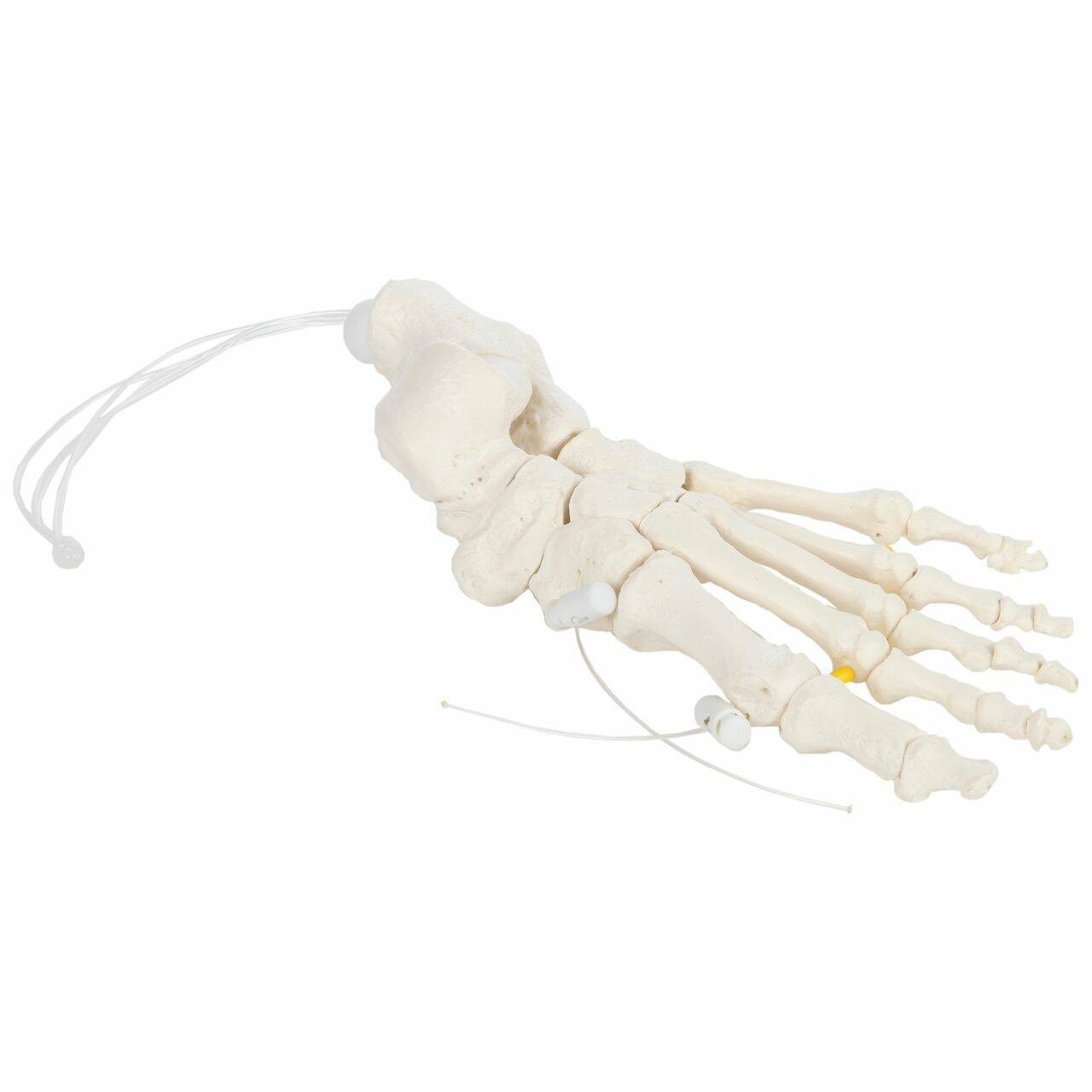 Axis Scientific Foot Skeleton Loosely Threaded - Left