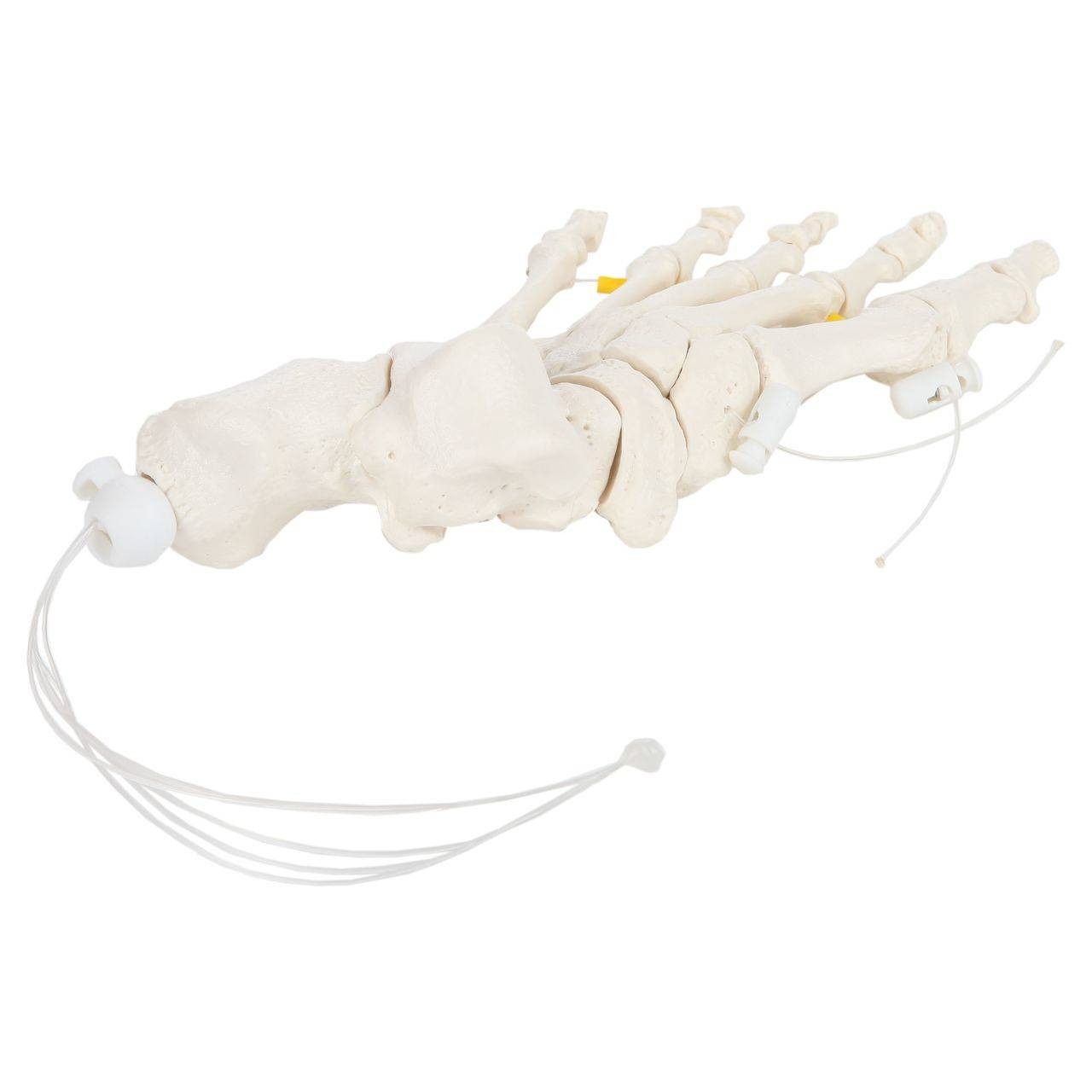 Axis Scientific Foot Skeleton Loosely Threaded - Left