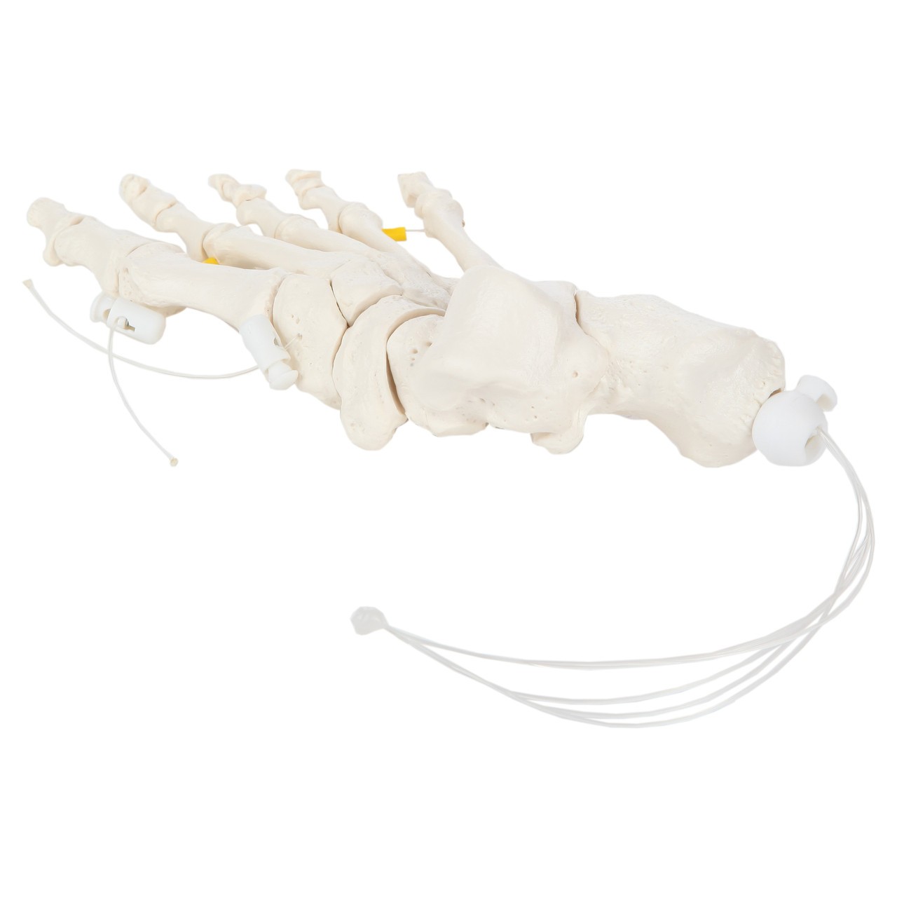 Axis Scientific Foot Skeleton Loosely Threaded - Right