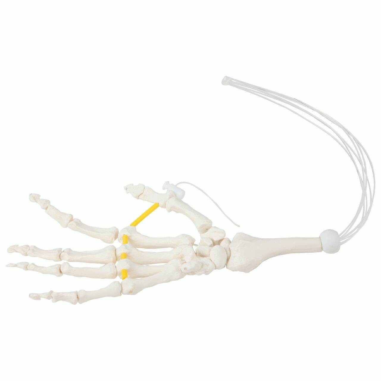 Axis Scientific Hand Skeleton Loosely Threaded