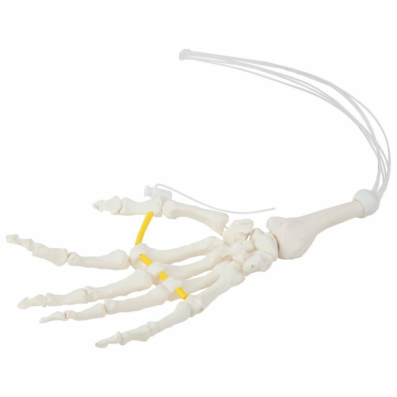 Axis Scientific Hand Skeleton Loosely Threaded
