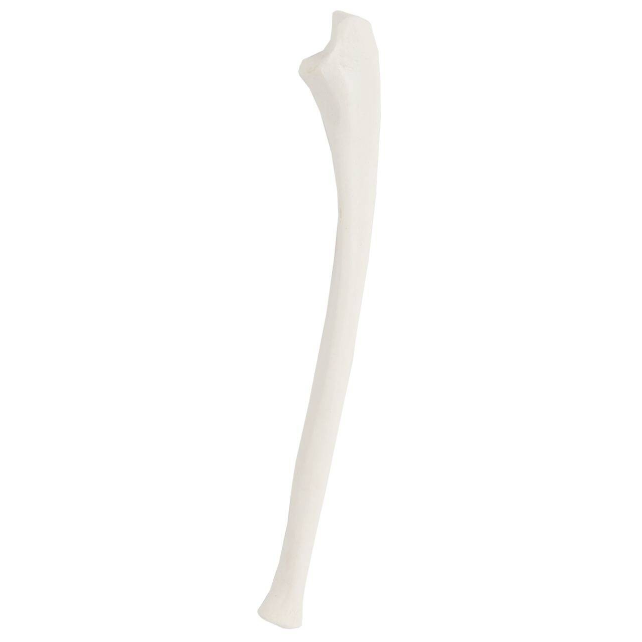 Axis Scientific Disarticulated Life-Size Half Child Skeleton Anatomy Model Radius