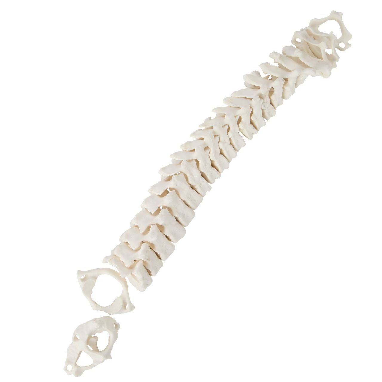 Axis Scientific Disarticulated Life-Size Half Child Skeleton Anatomy Model All Intervertebral Discs